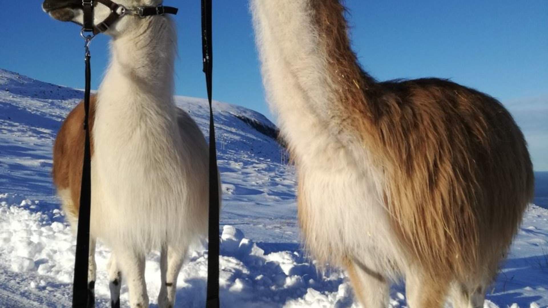 Tur med Lama