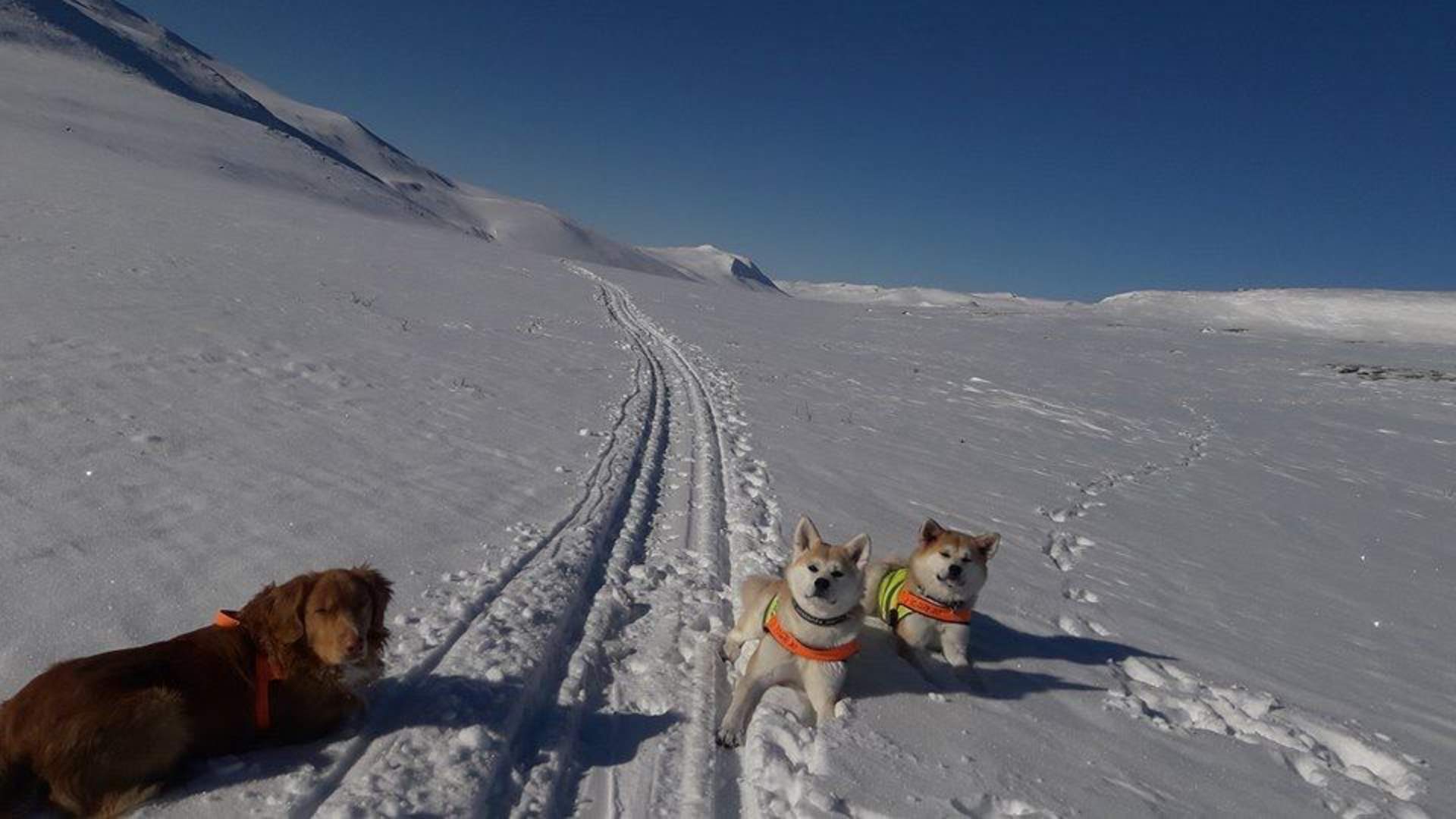 Moskusstuggu Overnatting og kultursenter - Dovrefjell National Park for all seasons!