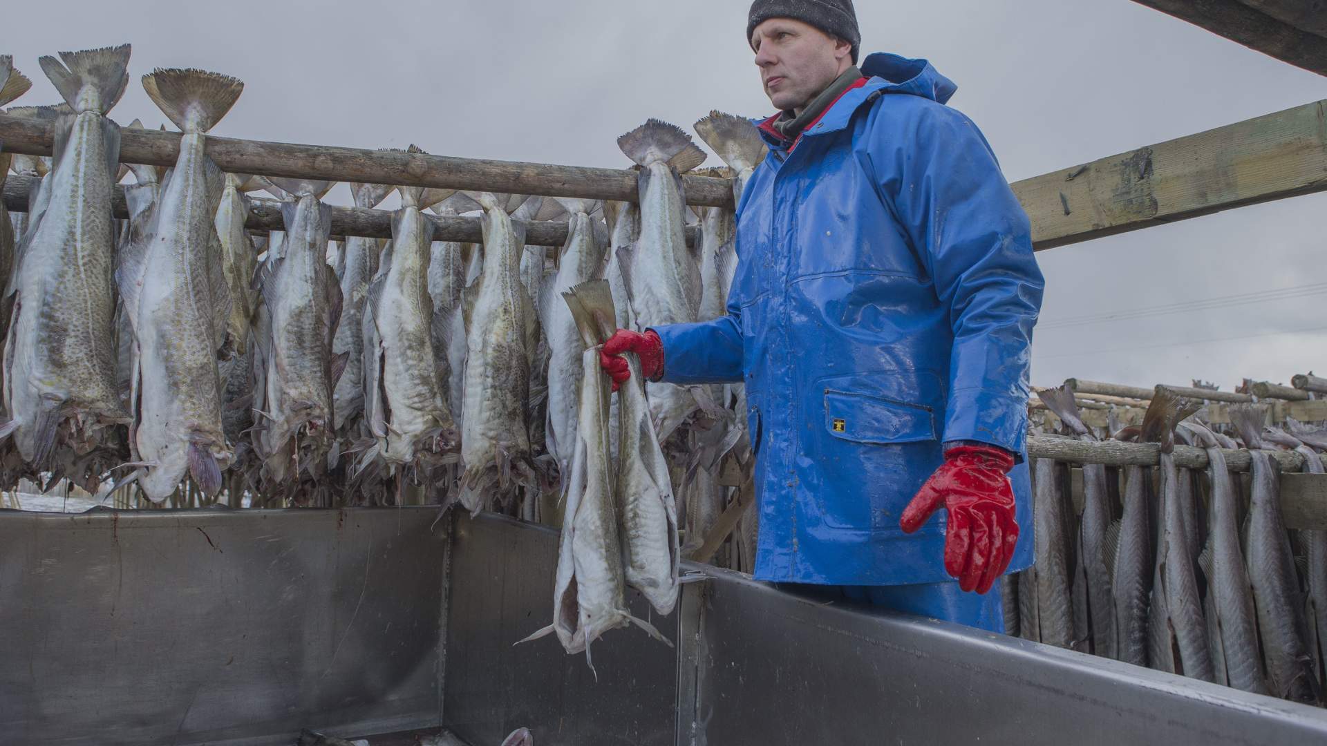 About our Norwegian & Icelandic Stockfish