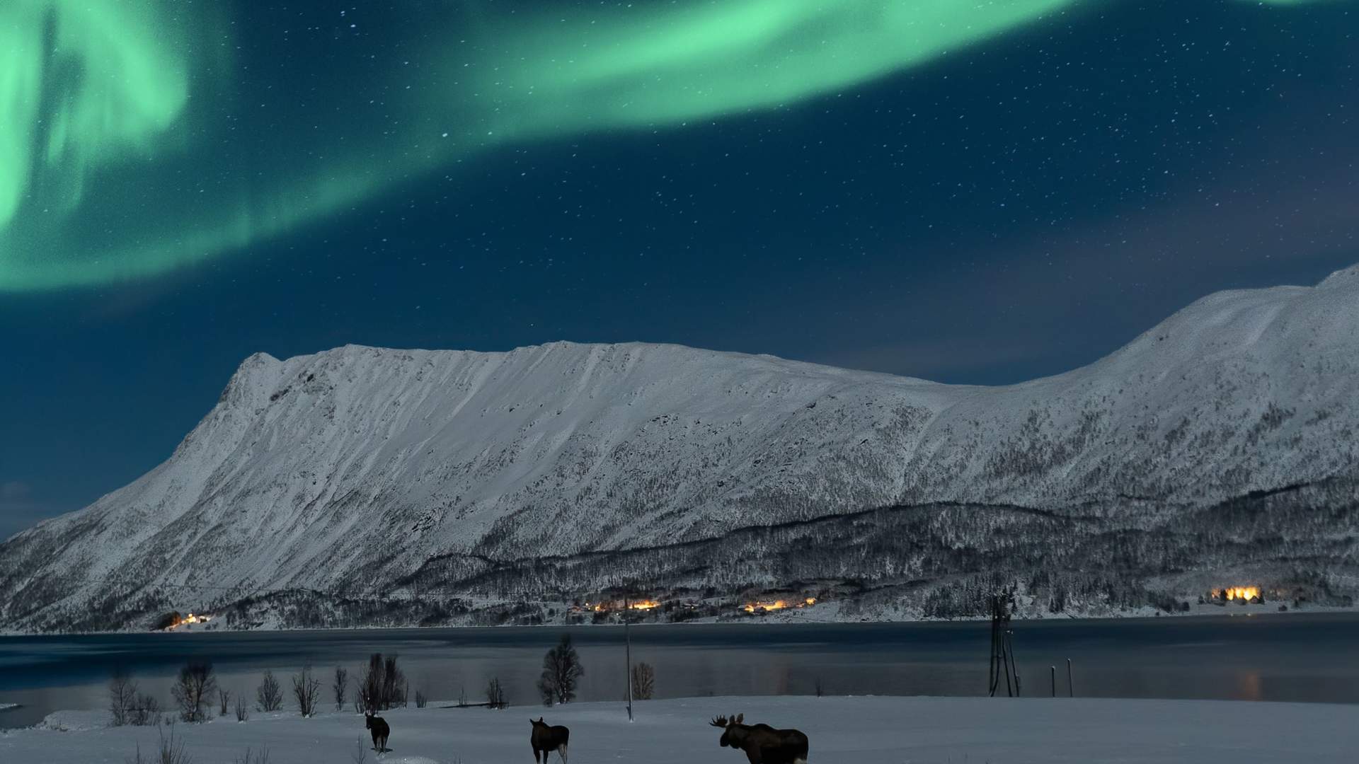 Moose Safari under the northern lights