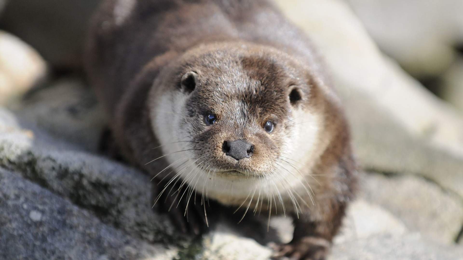 Ottar the Otter