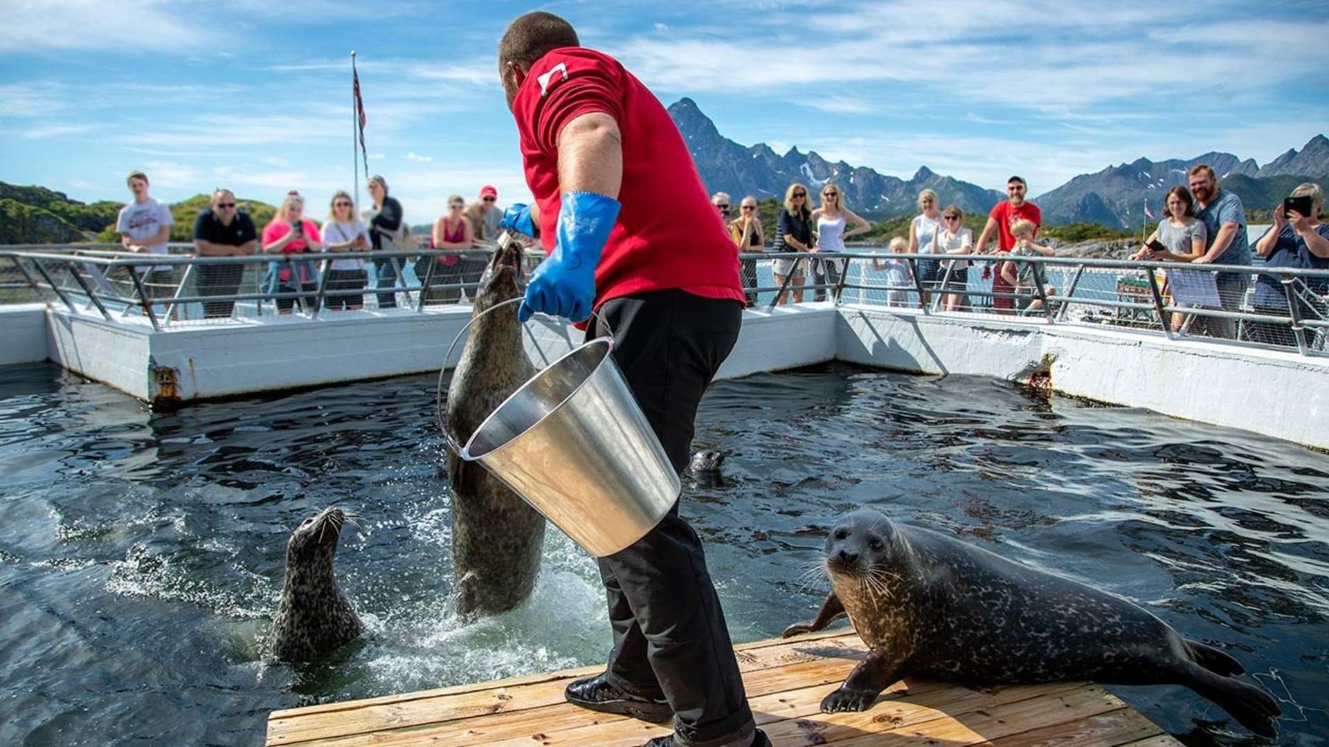 Feeding the seals