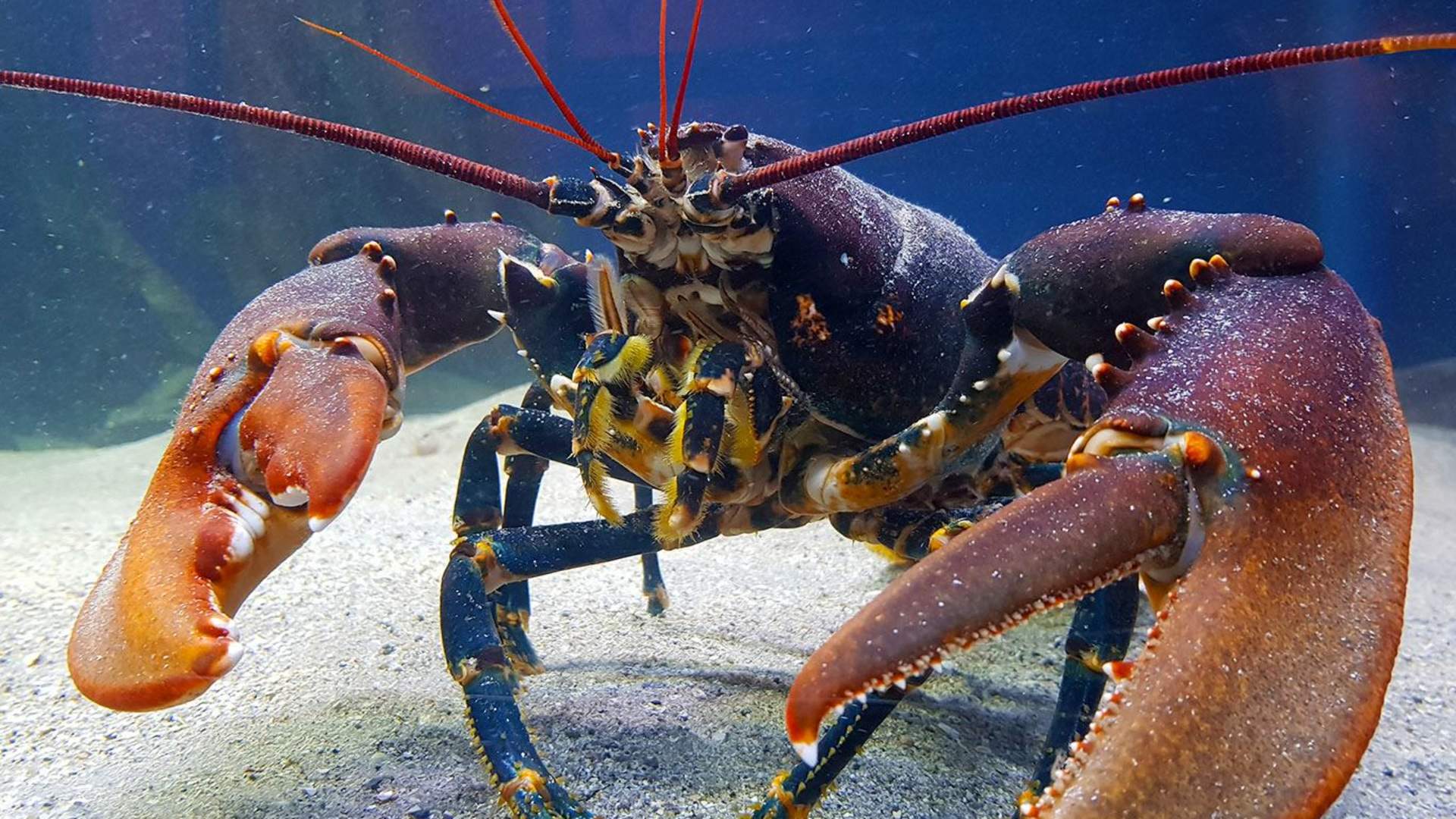 European Lobster