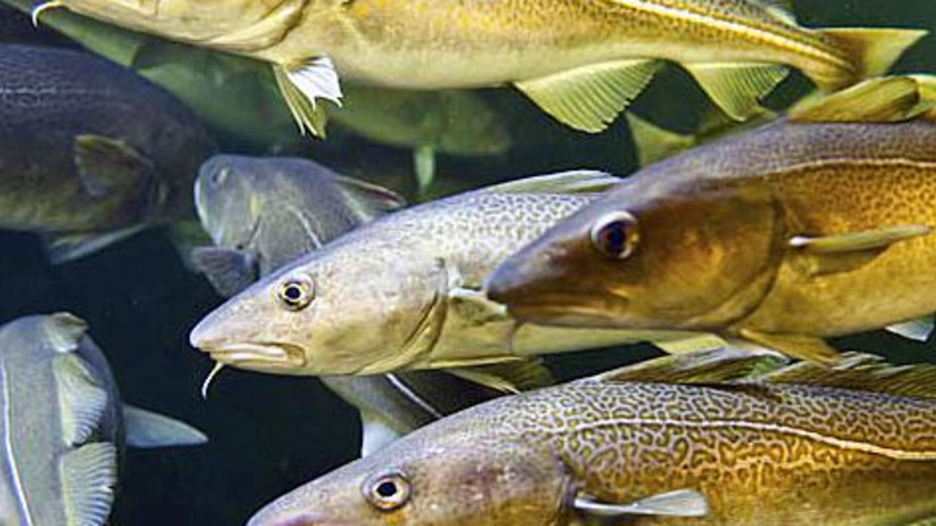 Skrei