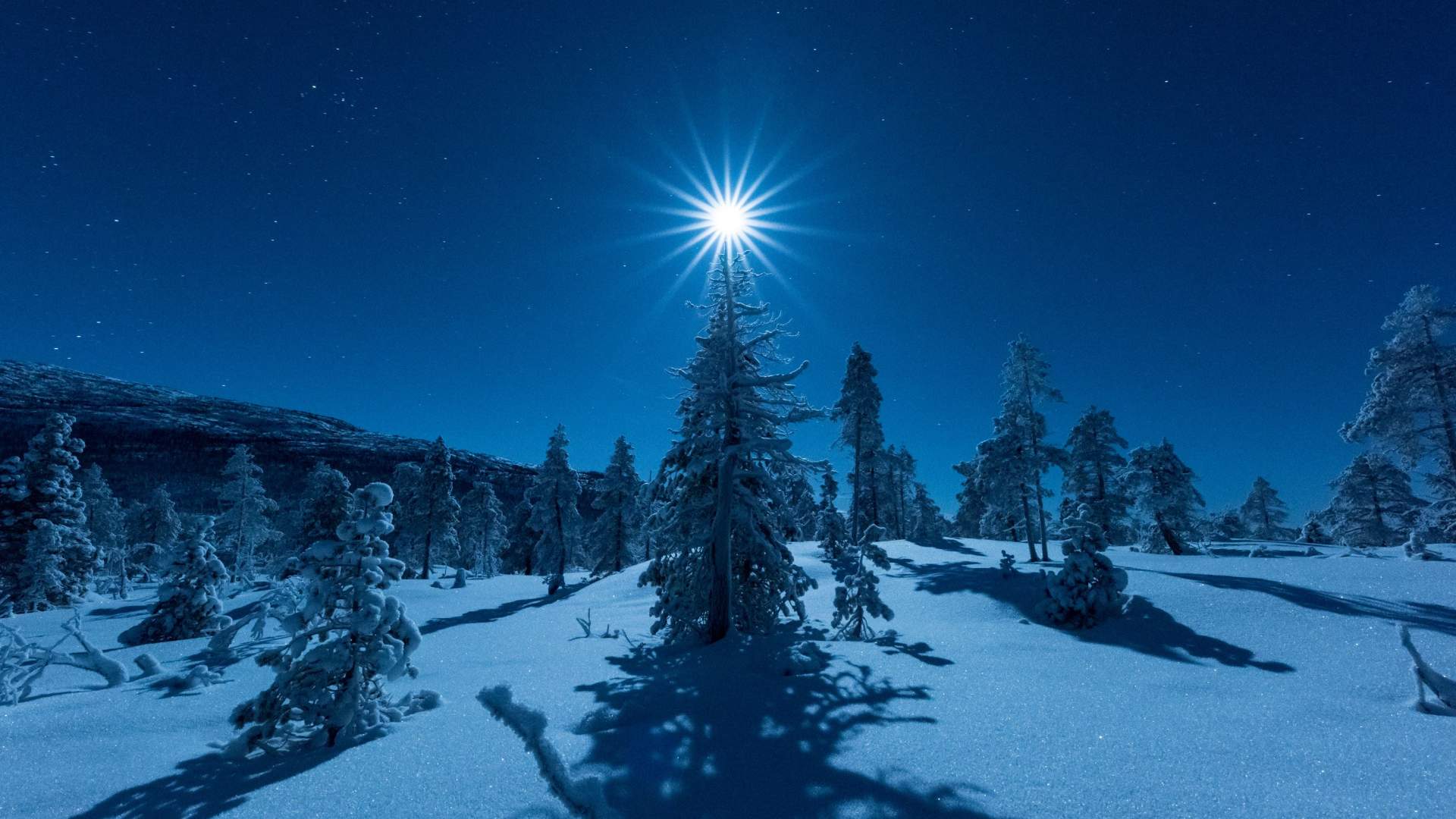 5 days Christmas expedition with whale-safari, dogsledding and northern lights on Senja island
