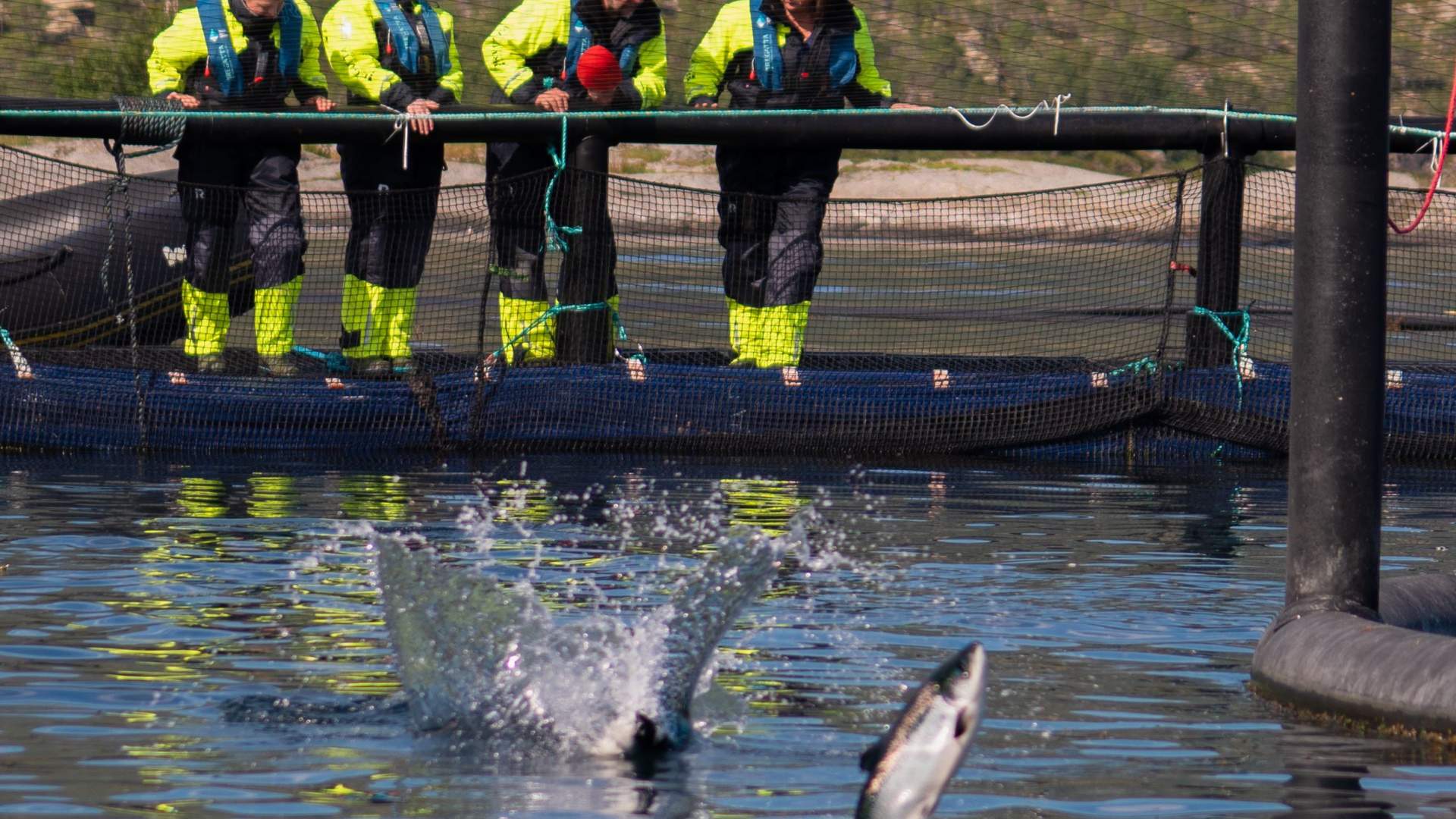 Arctic Salmon Center - Kunnskapssenter for havbruk