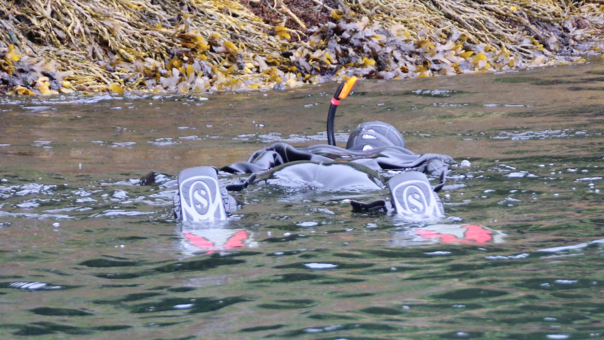 Snorkling i Saltstraumen