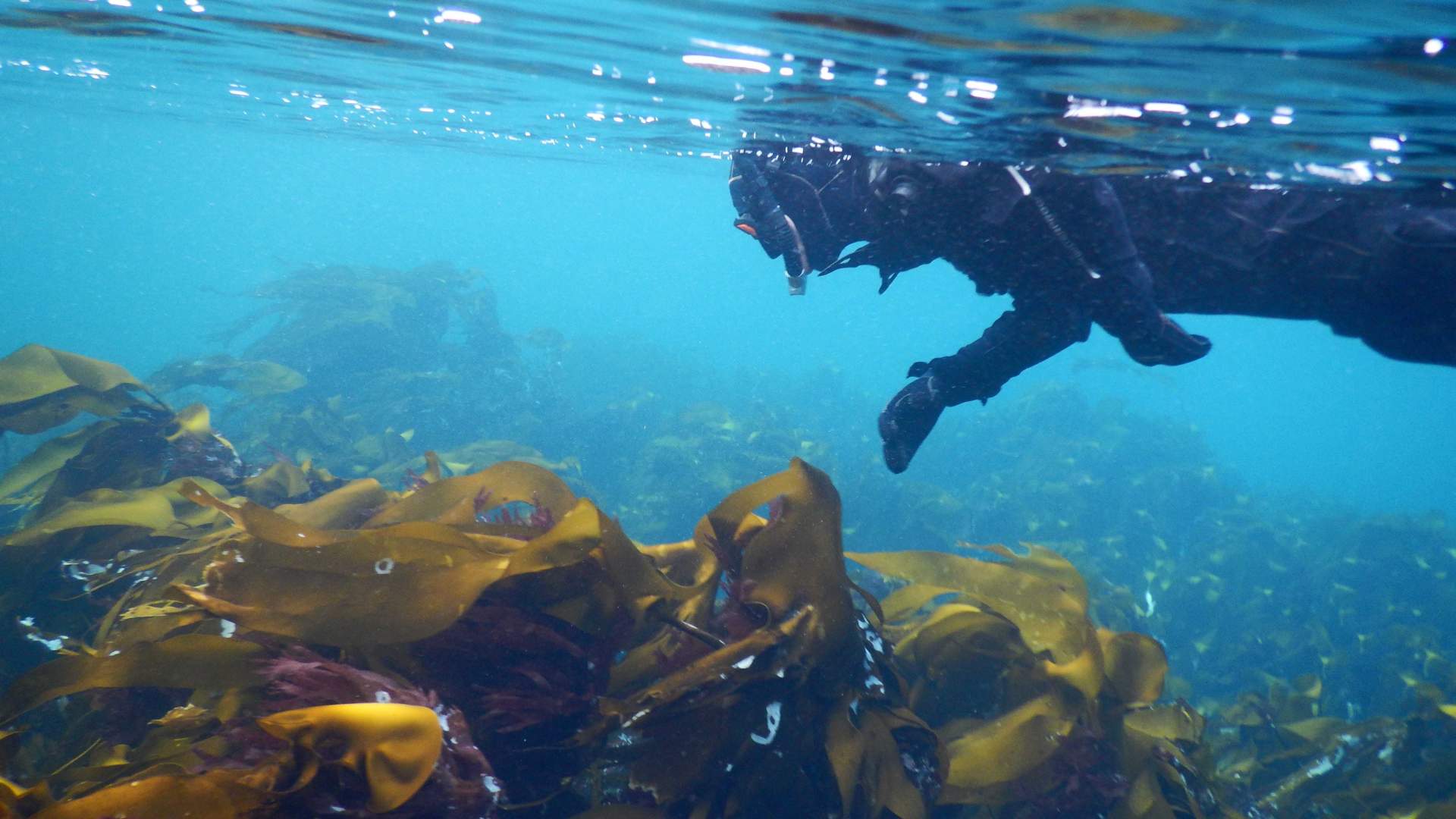 Snorkling i Saltstraumen