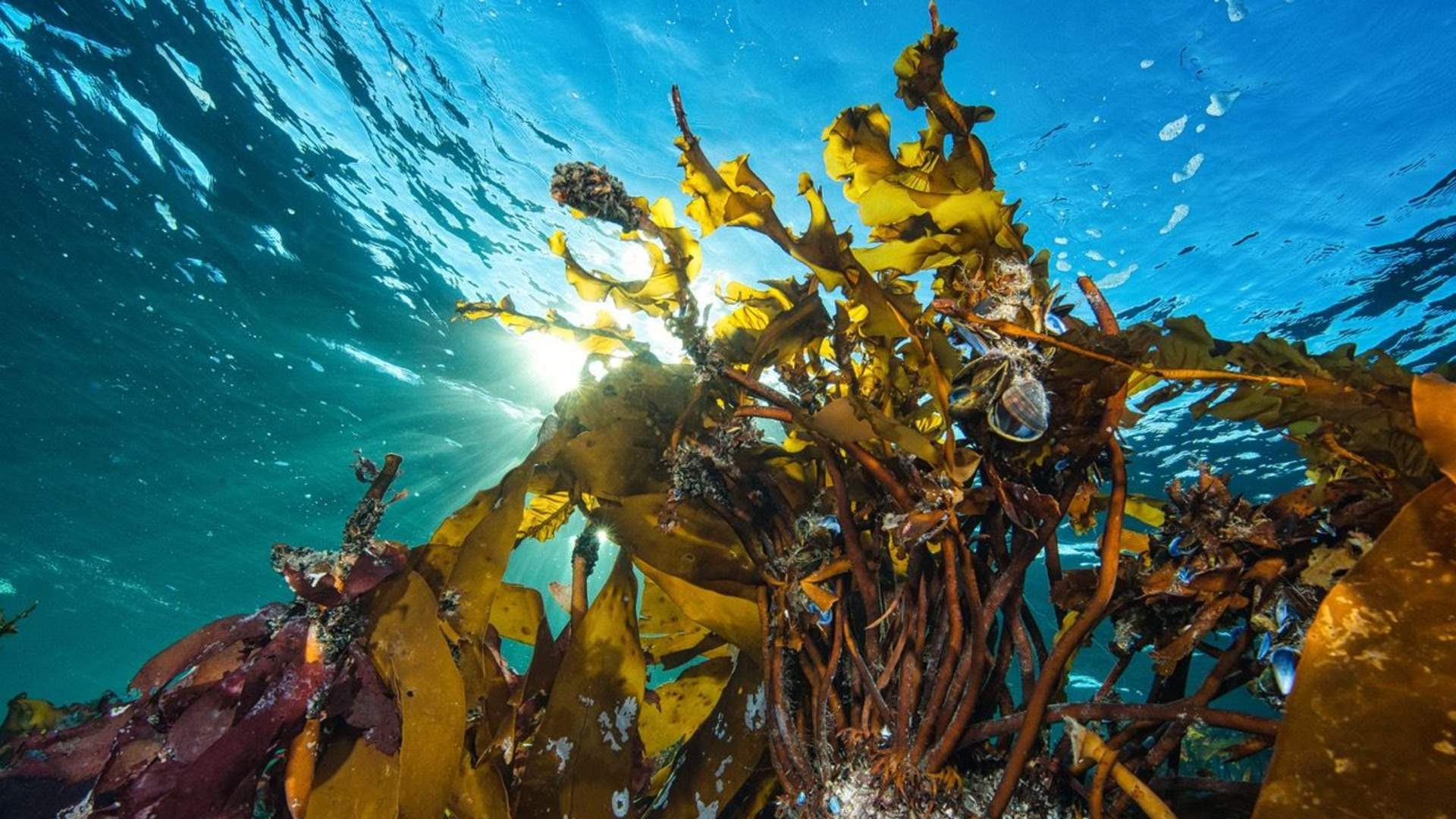 Snorkling i Saltstraumen