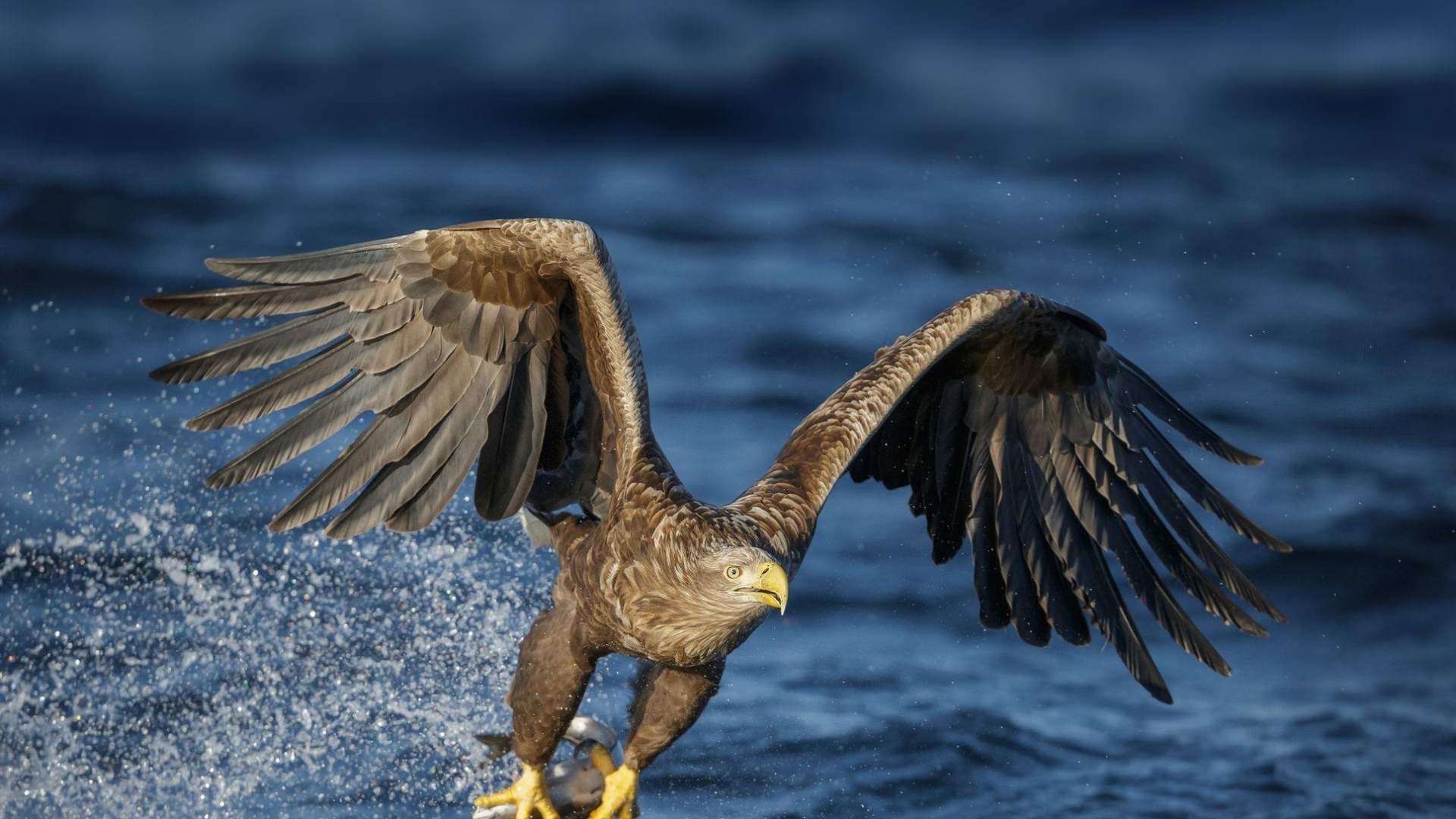 RIB to Saltstraumen with Sea Eagle Safari - Explore Salten