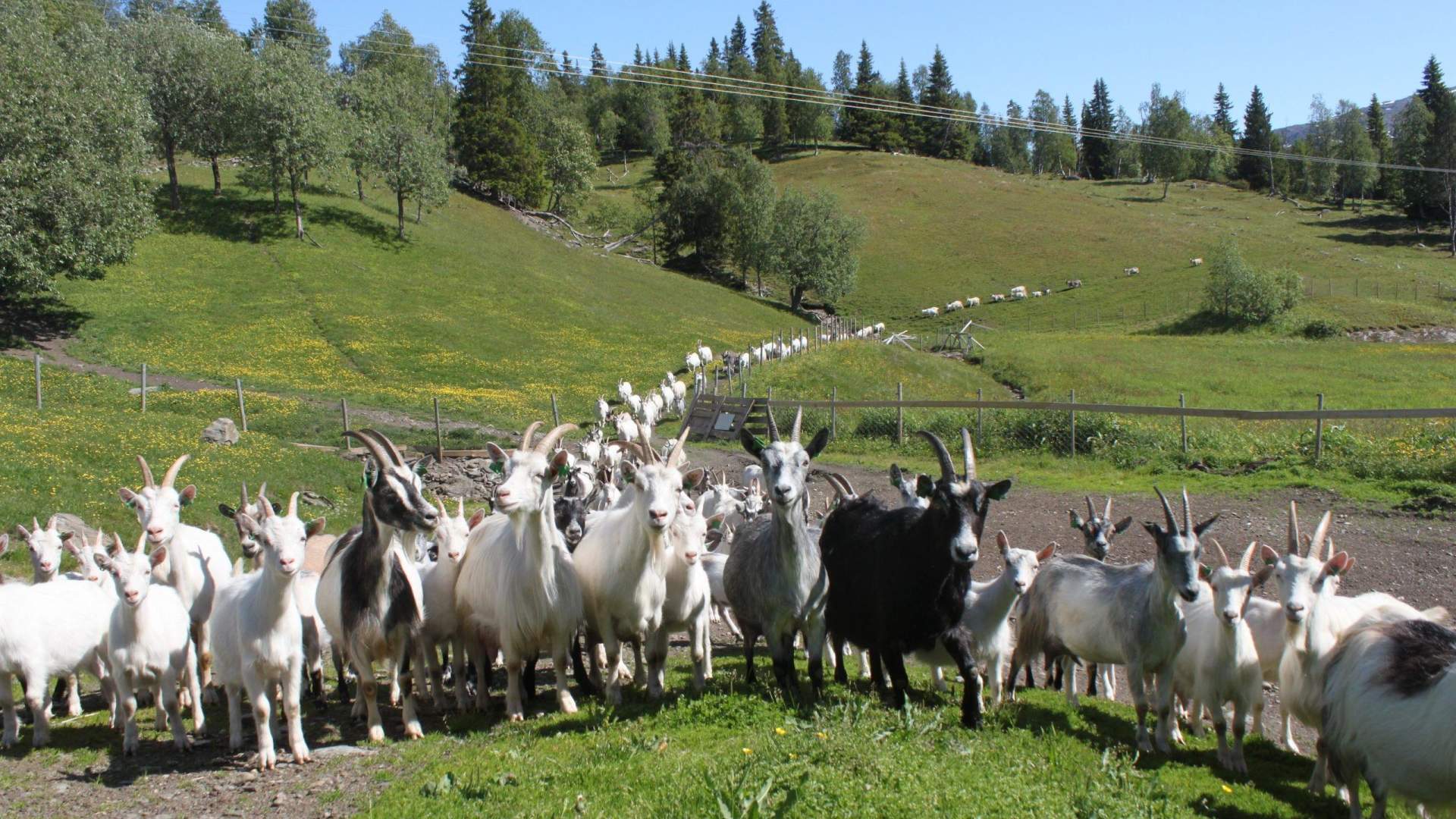 Sæterstad Gård