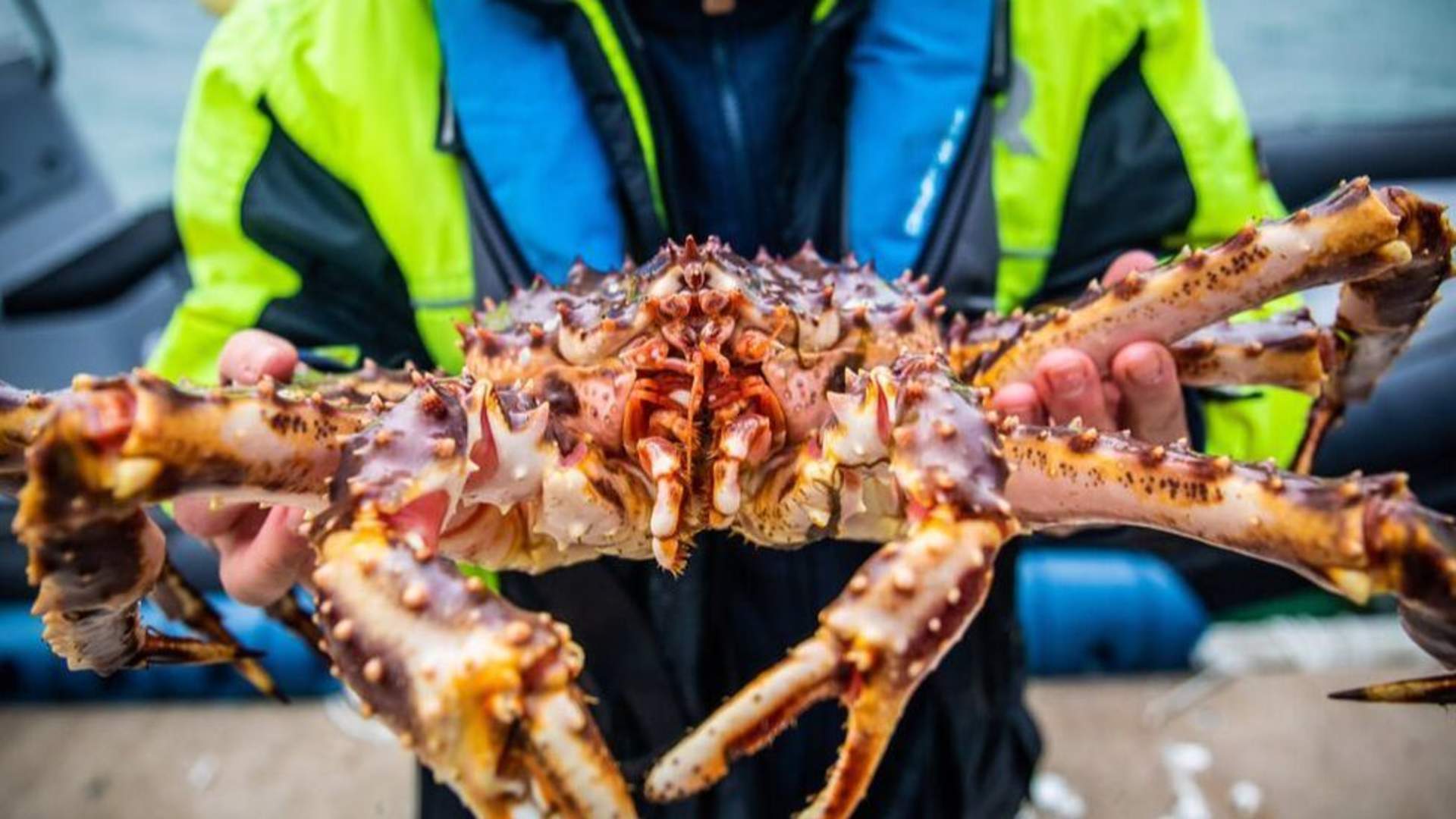 Meet live king crab and join us on the beach