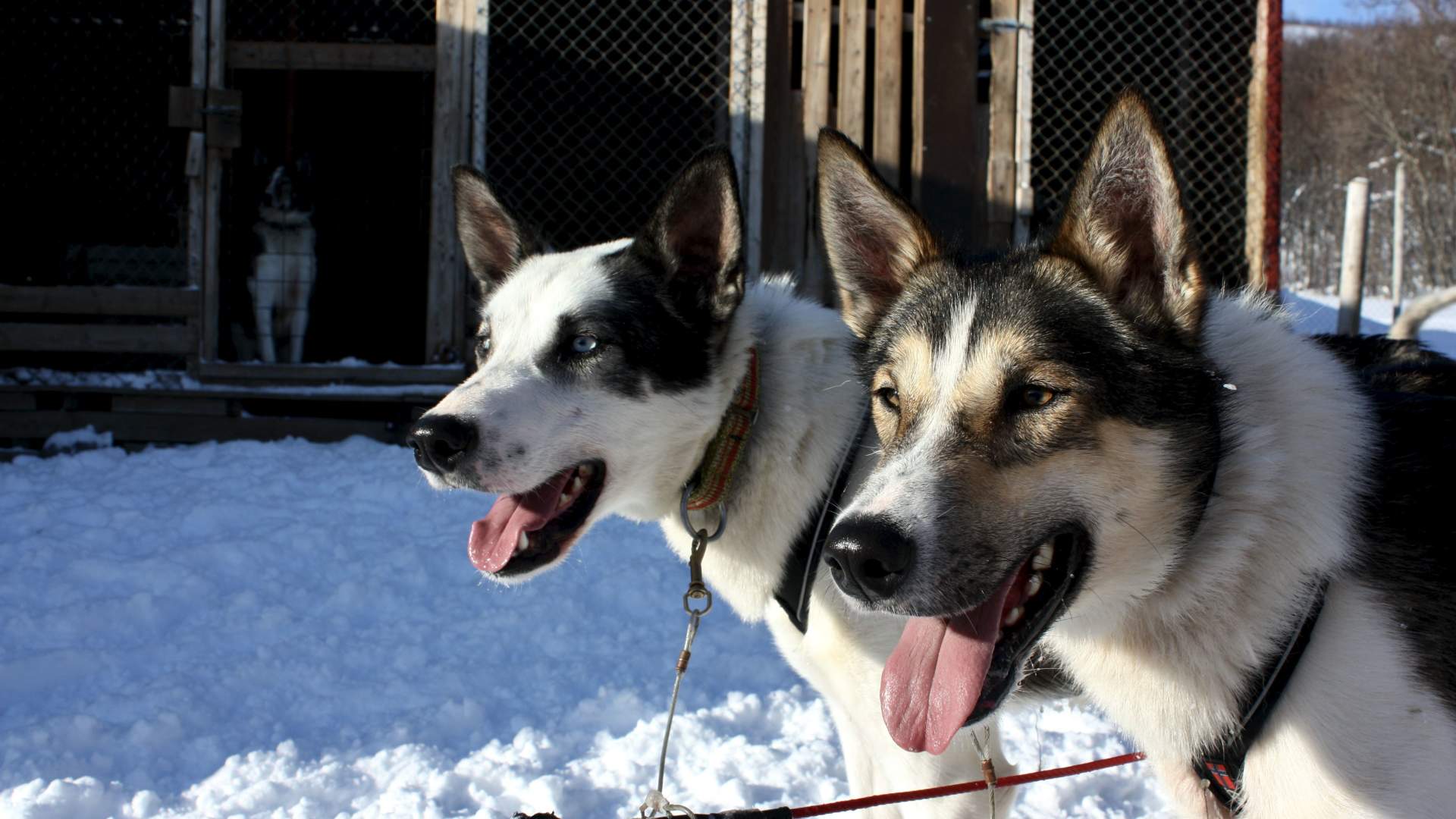 2-days of dogsledding