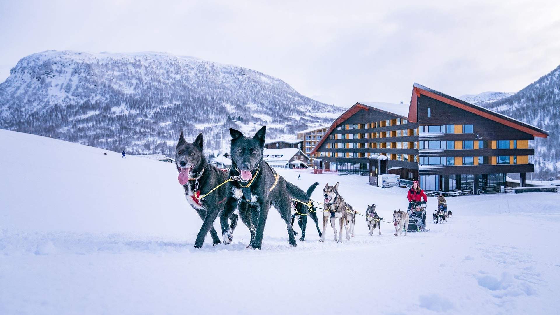 Kjør hundeslede i Myrkdalen