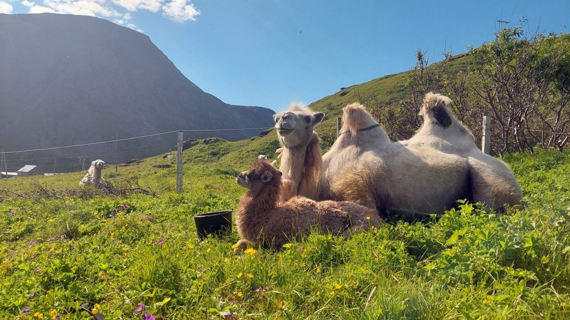 Arctic Camel Safari