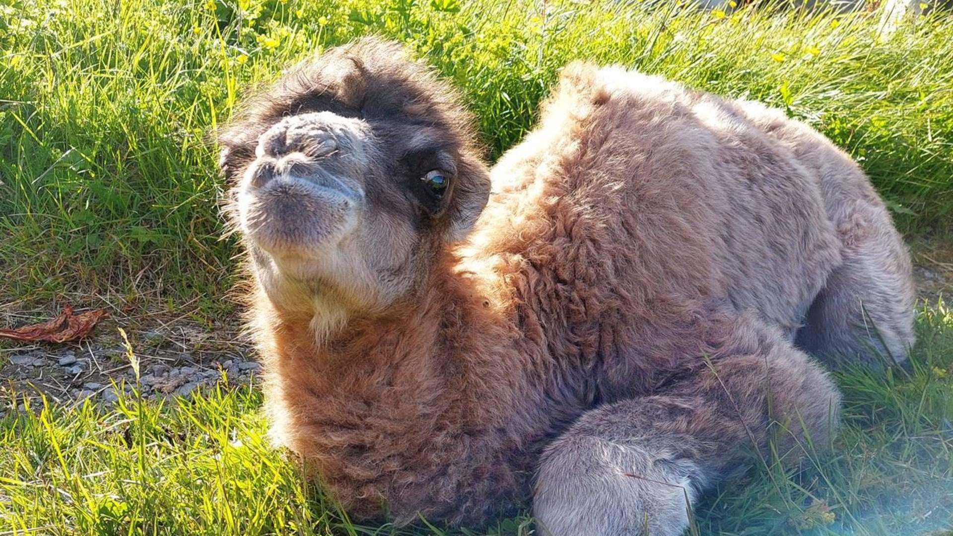 Arctic Camel Safari