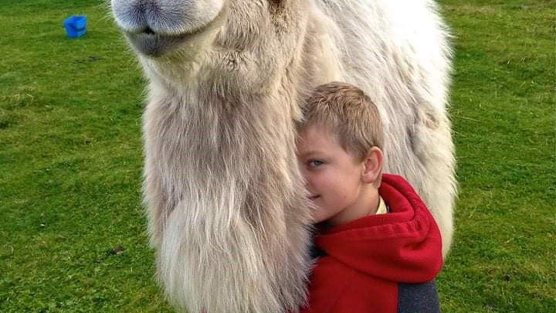 Arctic Camel Safari