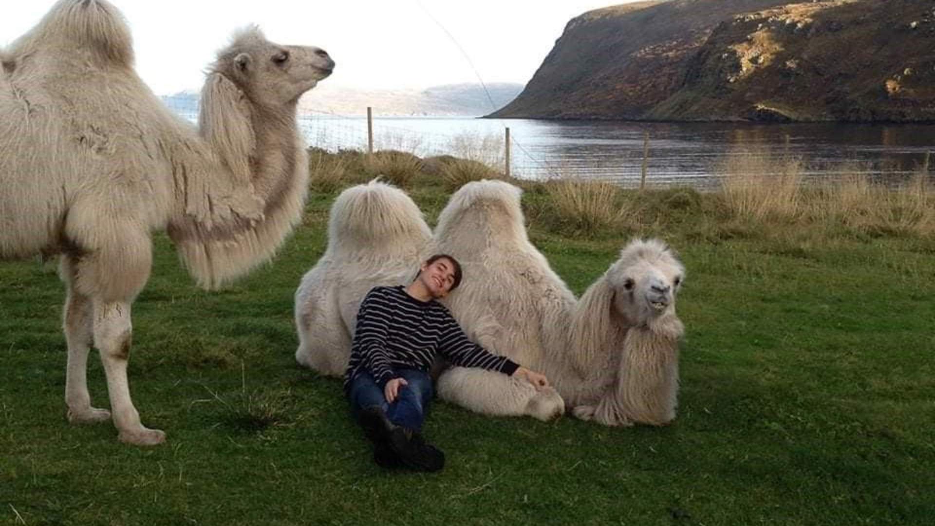 Arctic Camel Safari