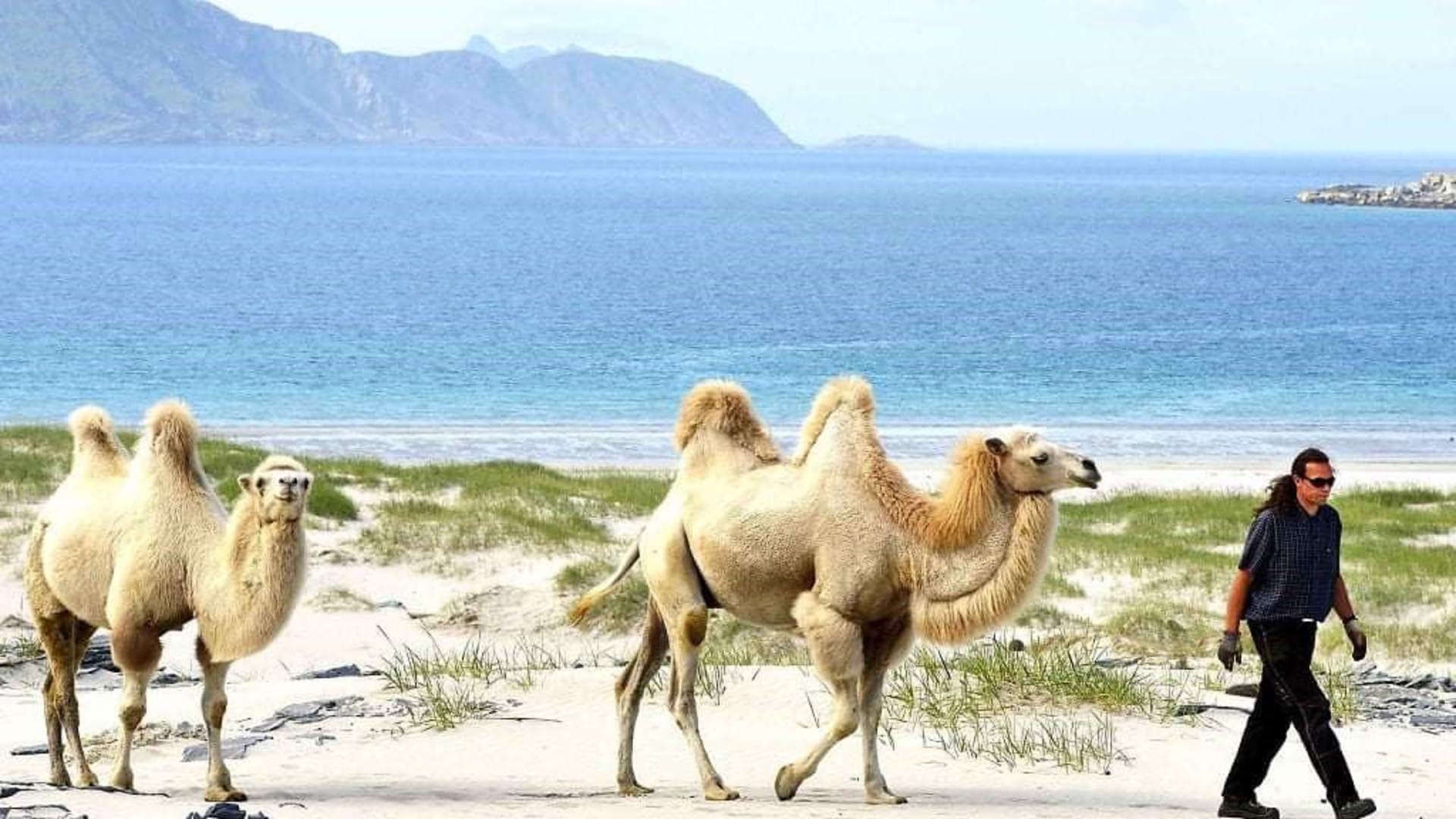Arctic Camel Safari