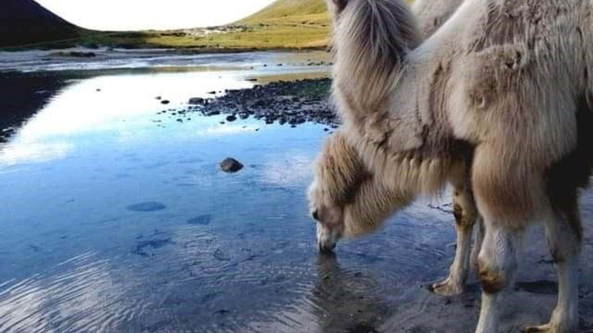 Arctic Camel Safari