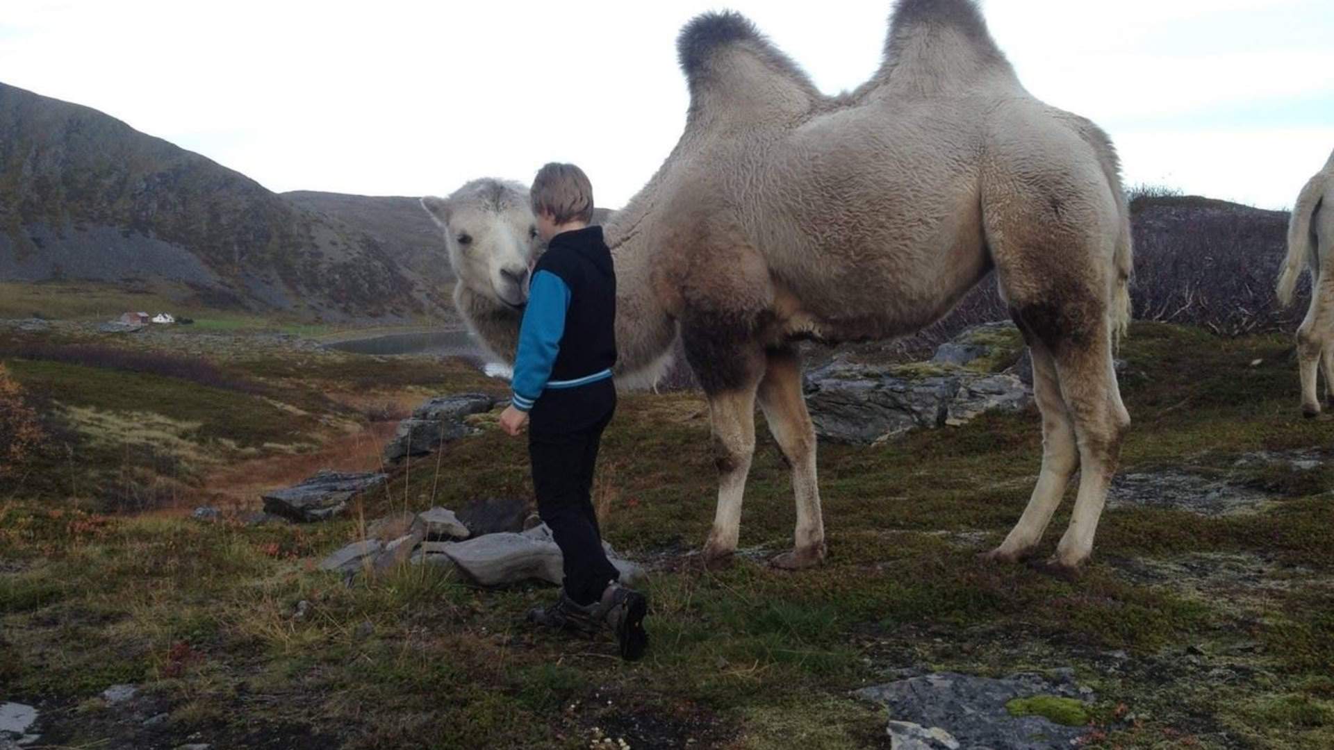 Arctic Camel Safari