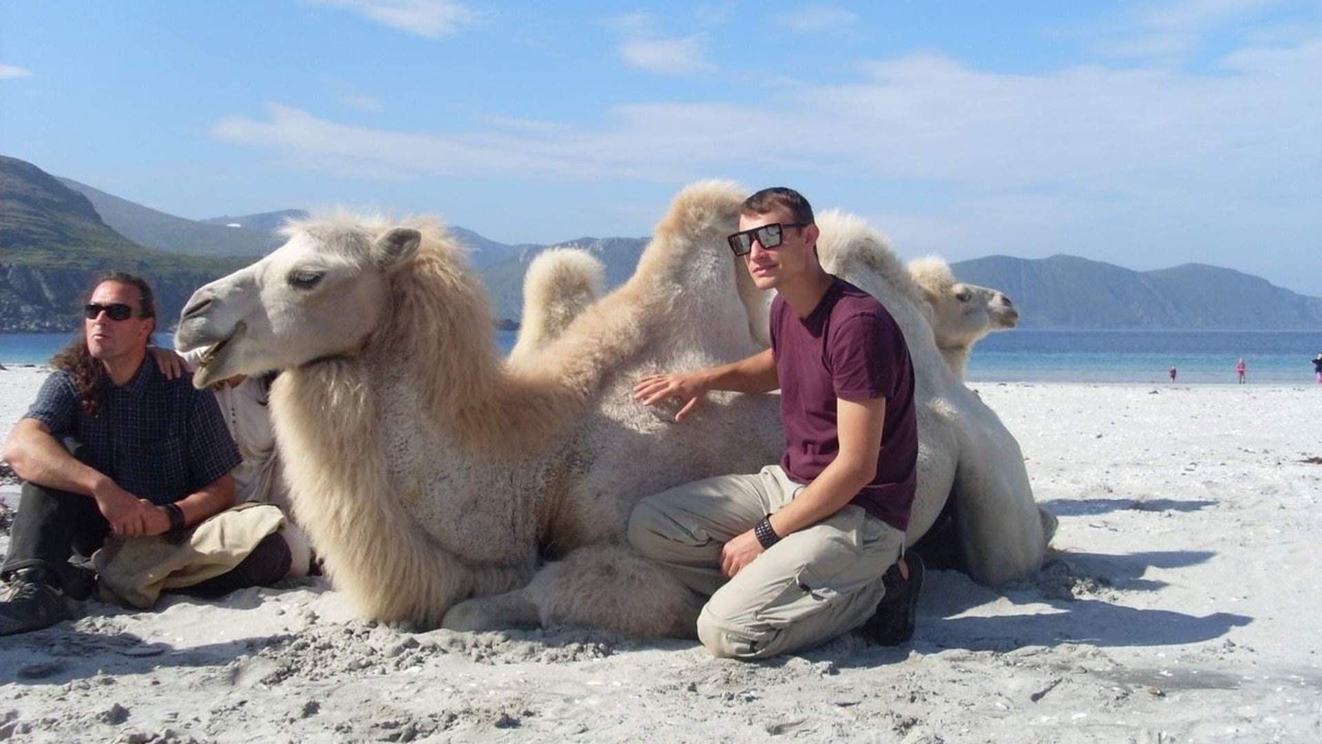 Arctic Camel Safari