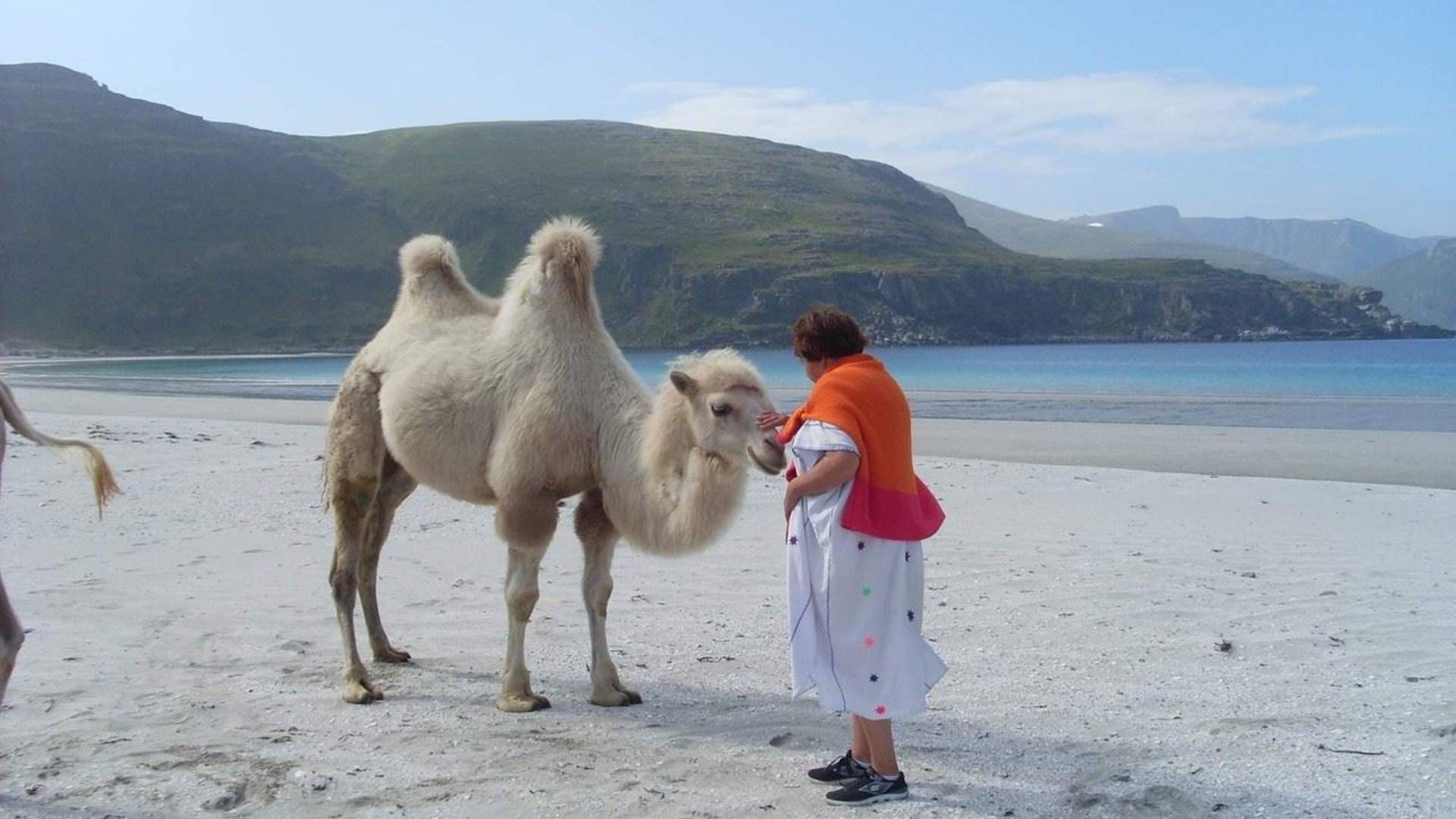 Arctic Camel Safari