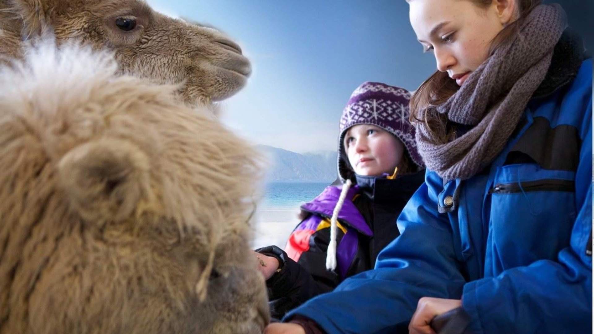 Arctic Camel Safari