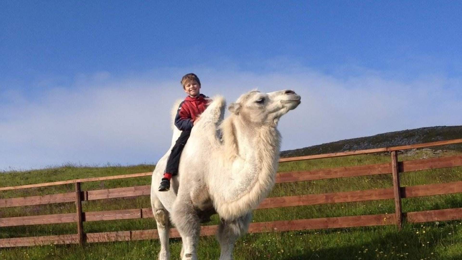 Arctic Camel Safari