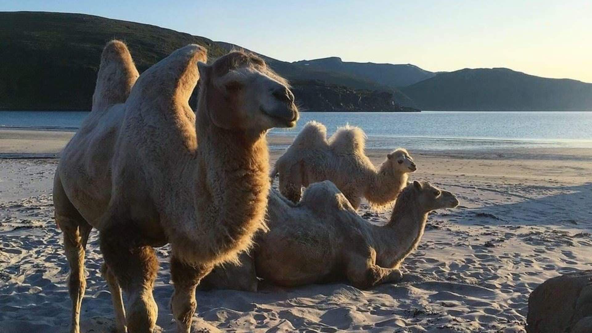 Arctic Camel Safari