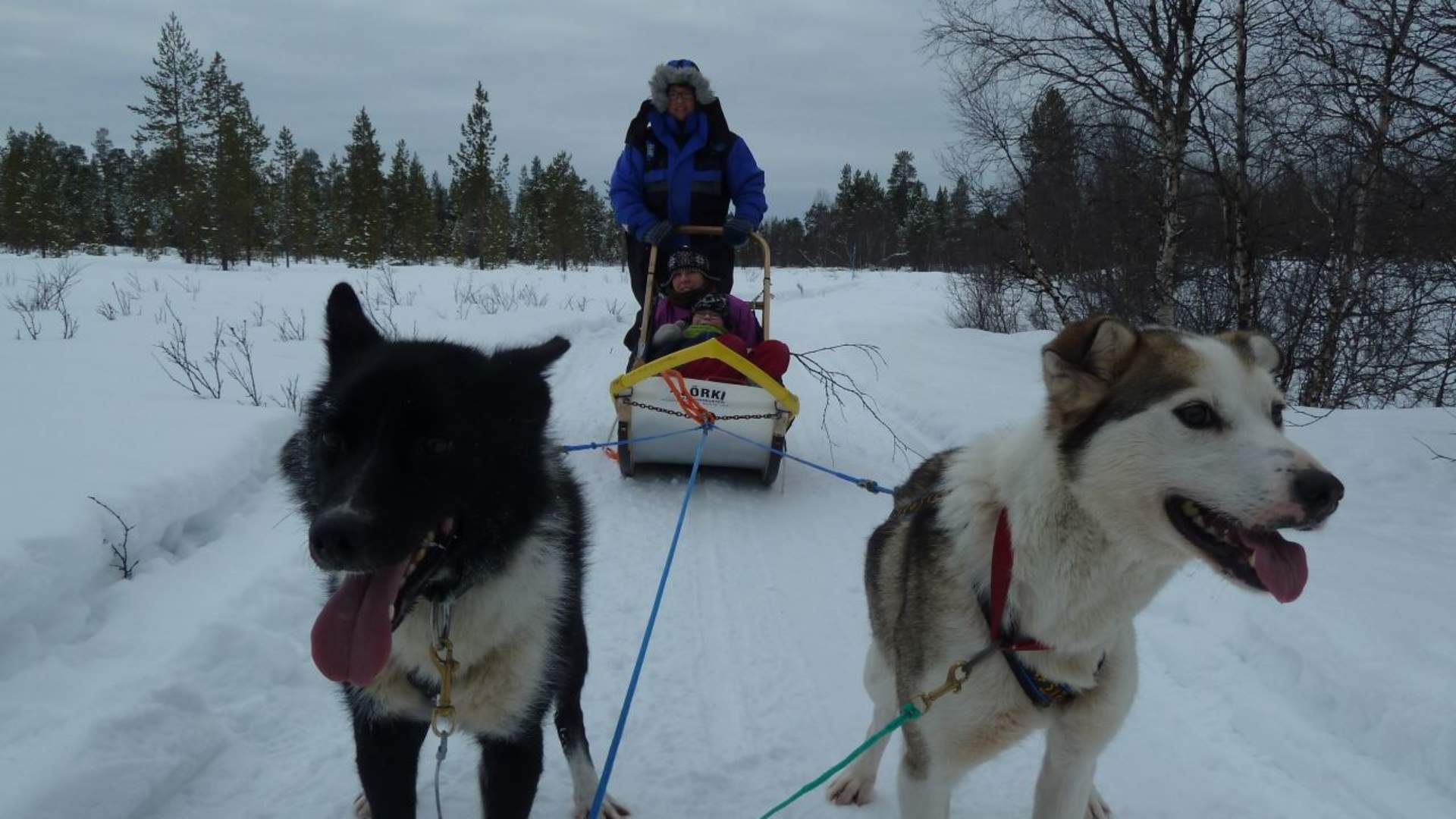 Day tour husky sledding with Birk Husky