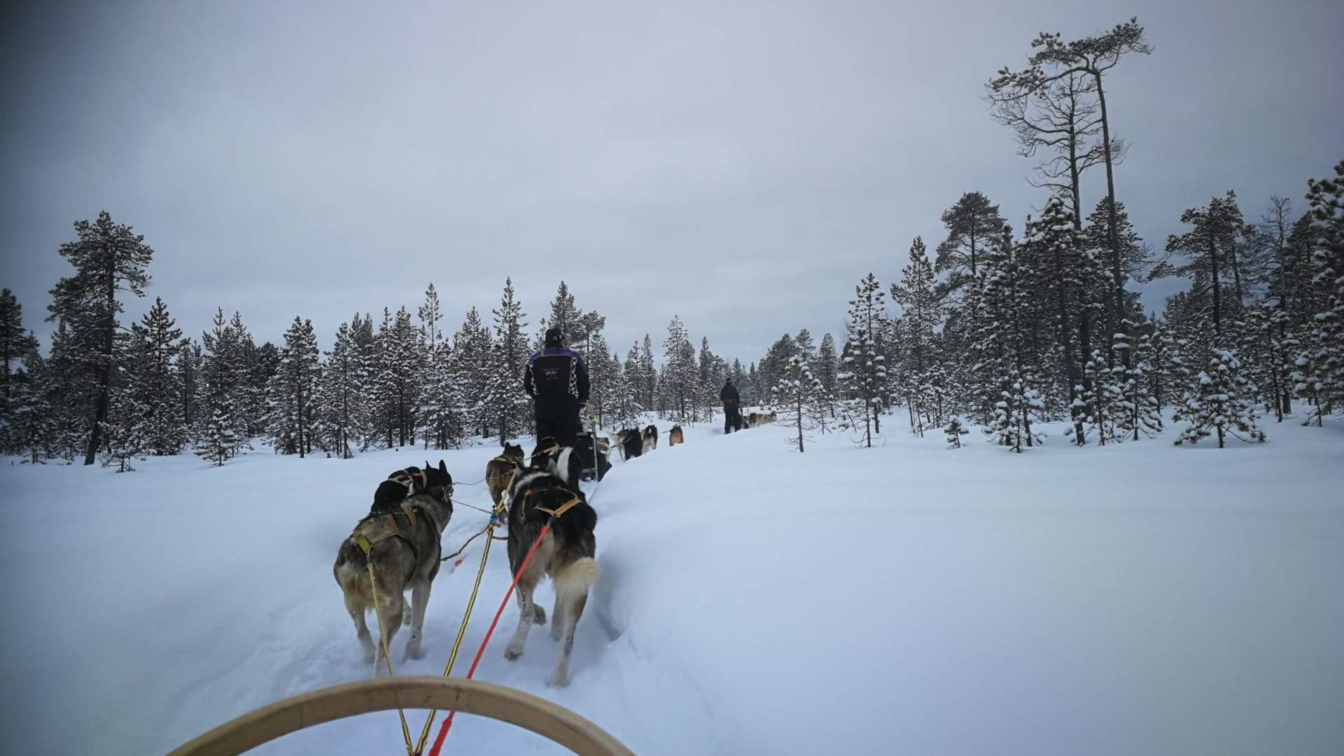 Day tour husky sledding with Birk Husky