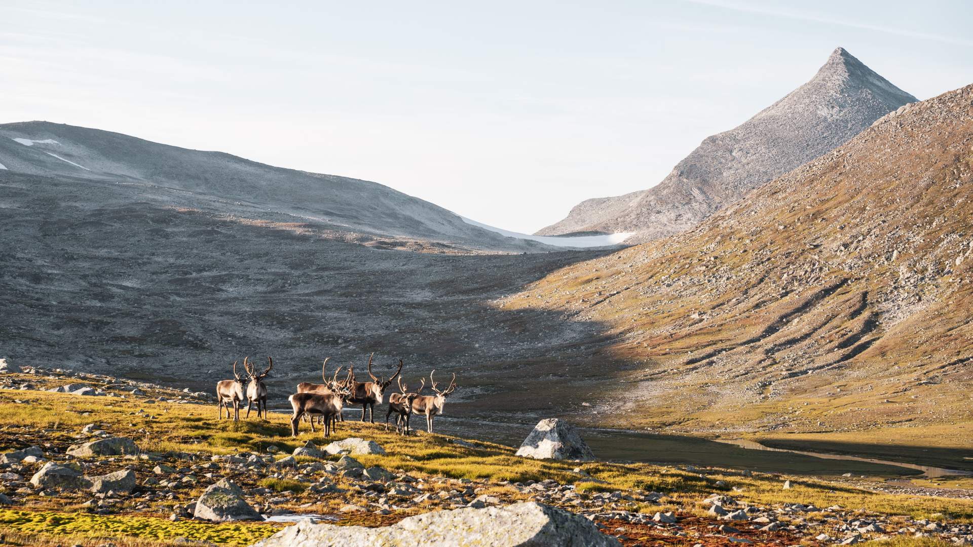 Saltfjellet-Svartisen nasjonalpark