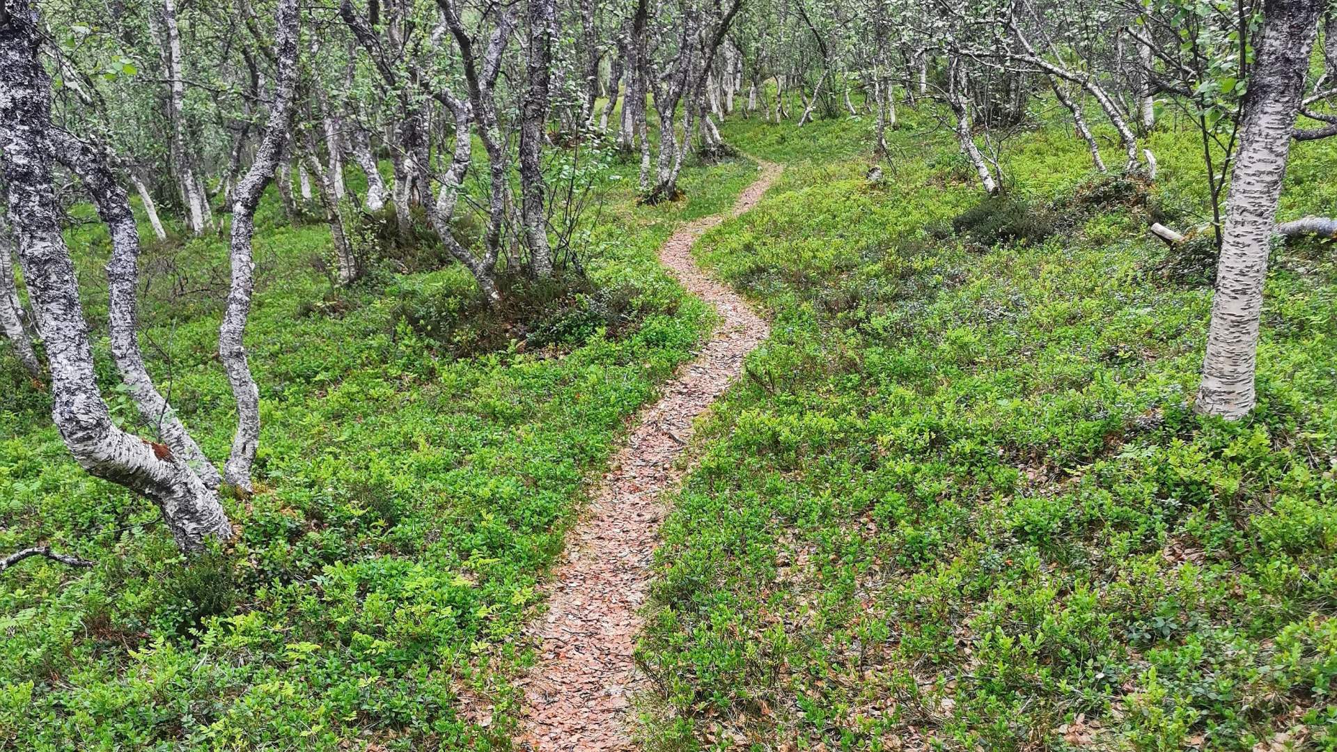 Guided cultural walk on Tranøya Island