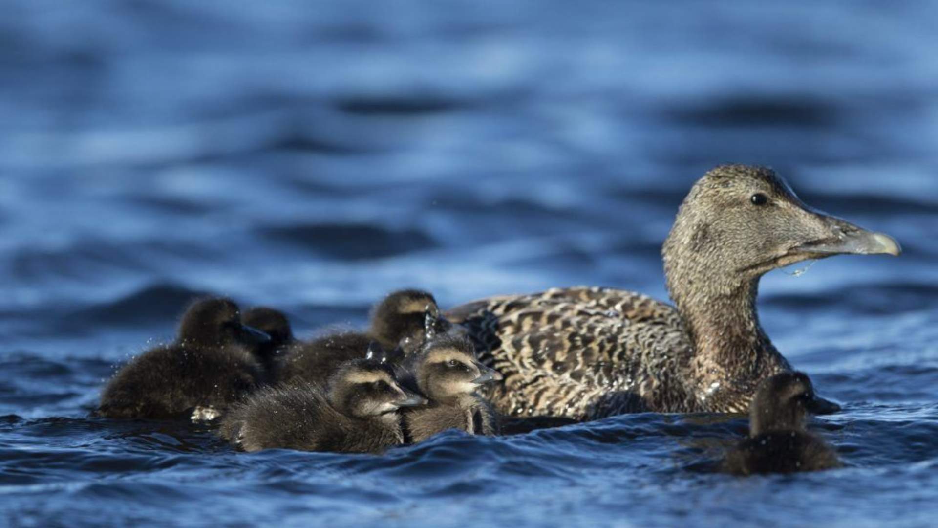 Lånan