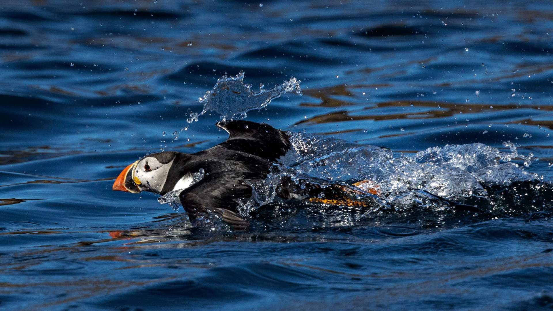 Seal and bird safari - Seasafari Øksnes