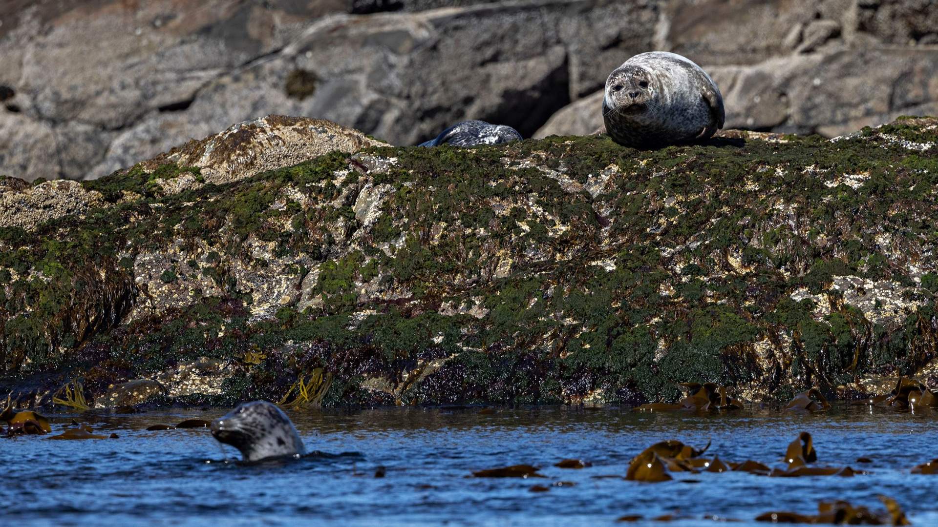 Seal and bird safari - Seasafari Øksnes
