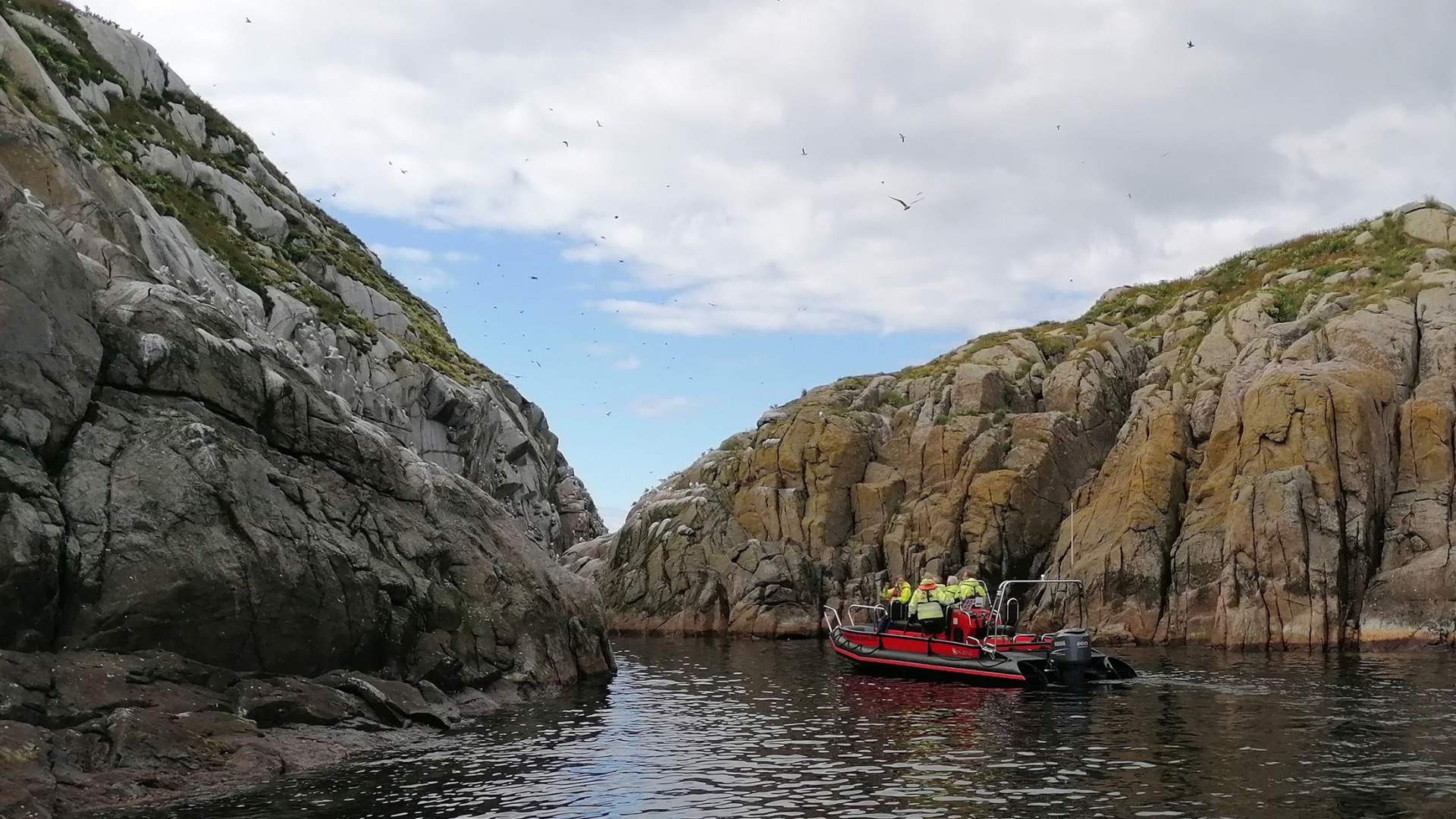 Seal and bird safari - Seasafari Øksnes