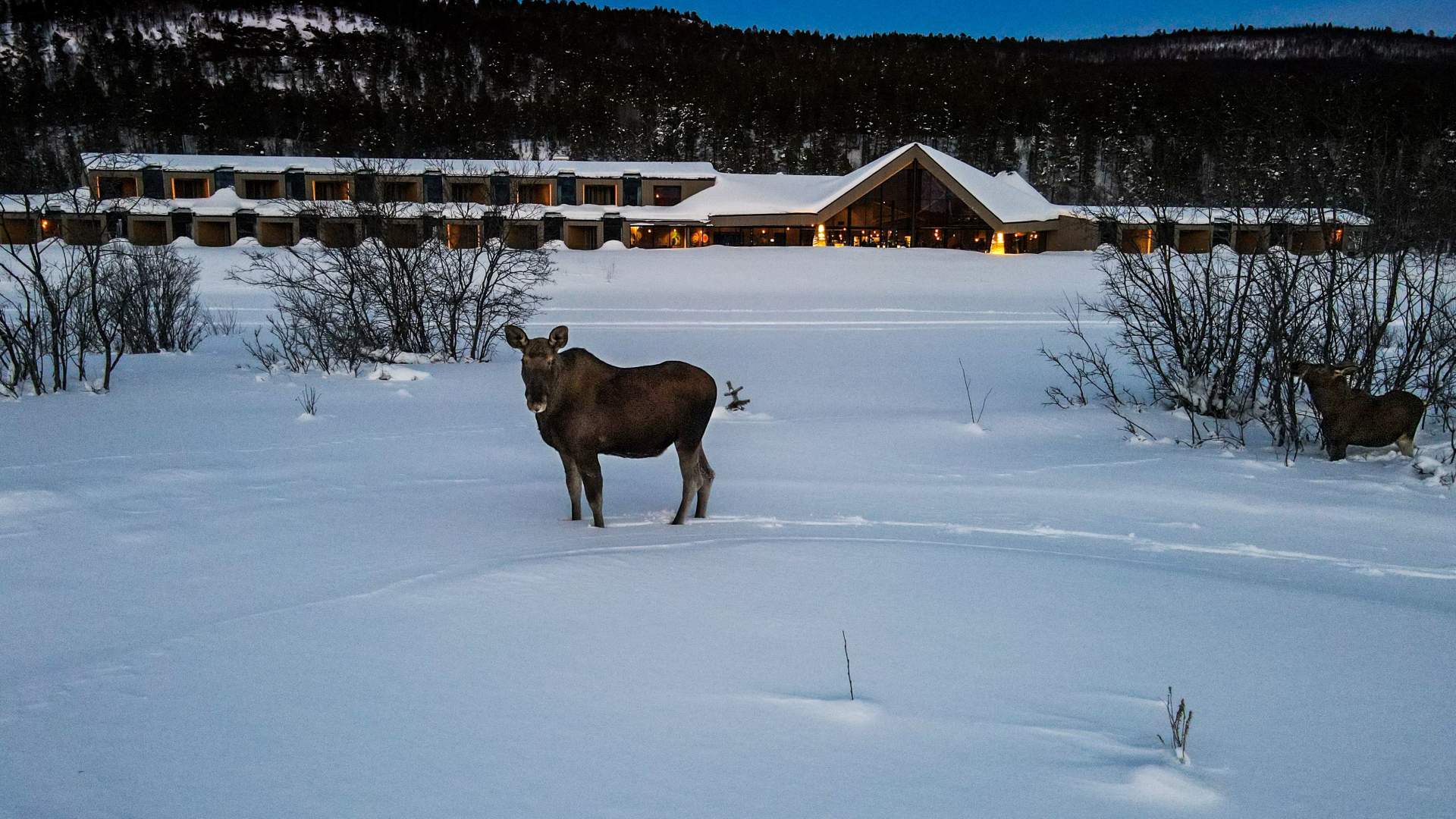 Arctic Wilderness Lodge