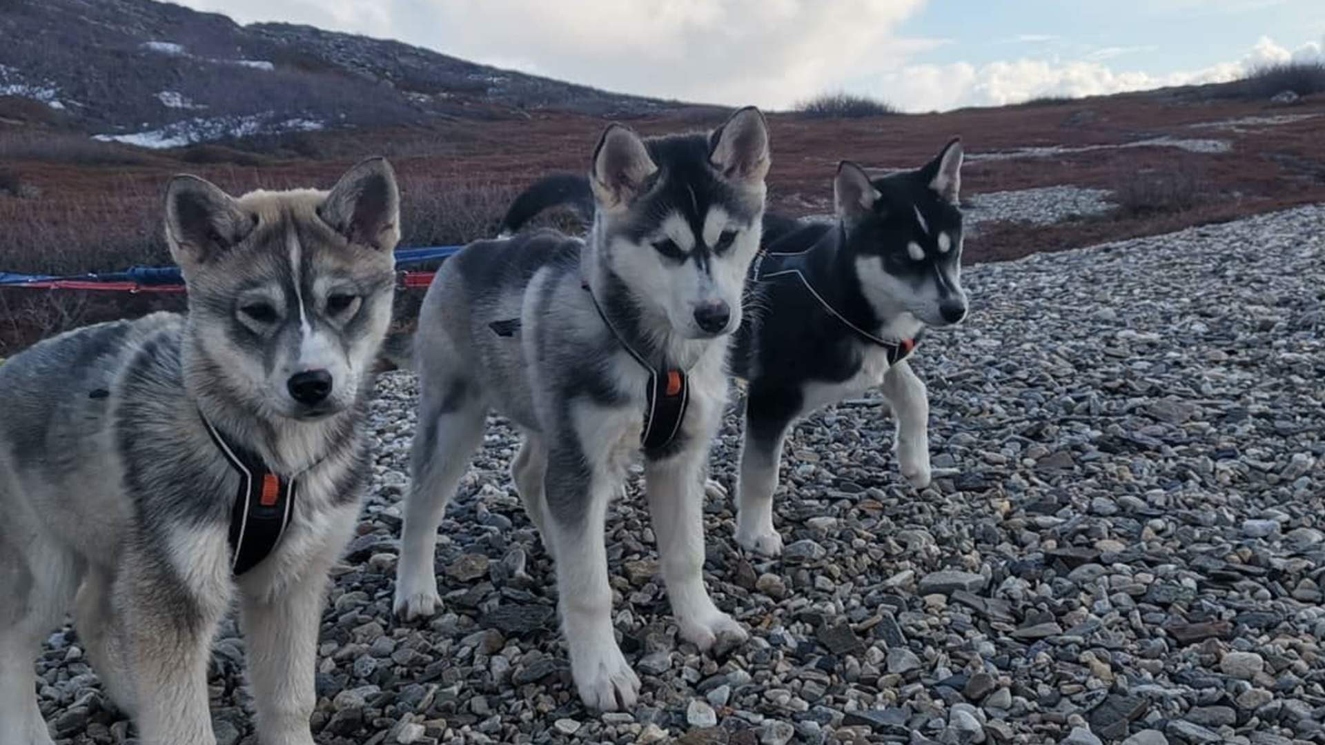Puppy training