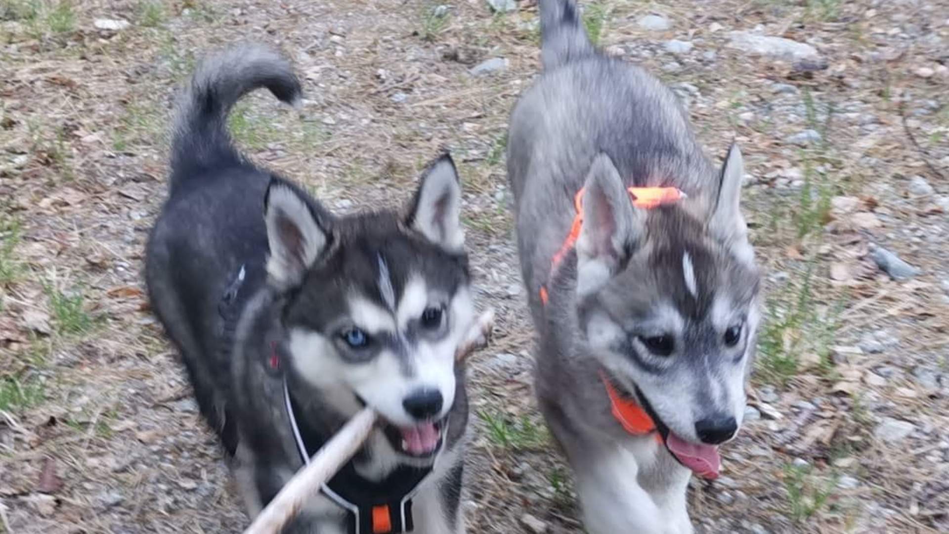 Puppy training