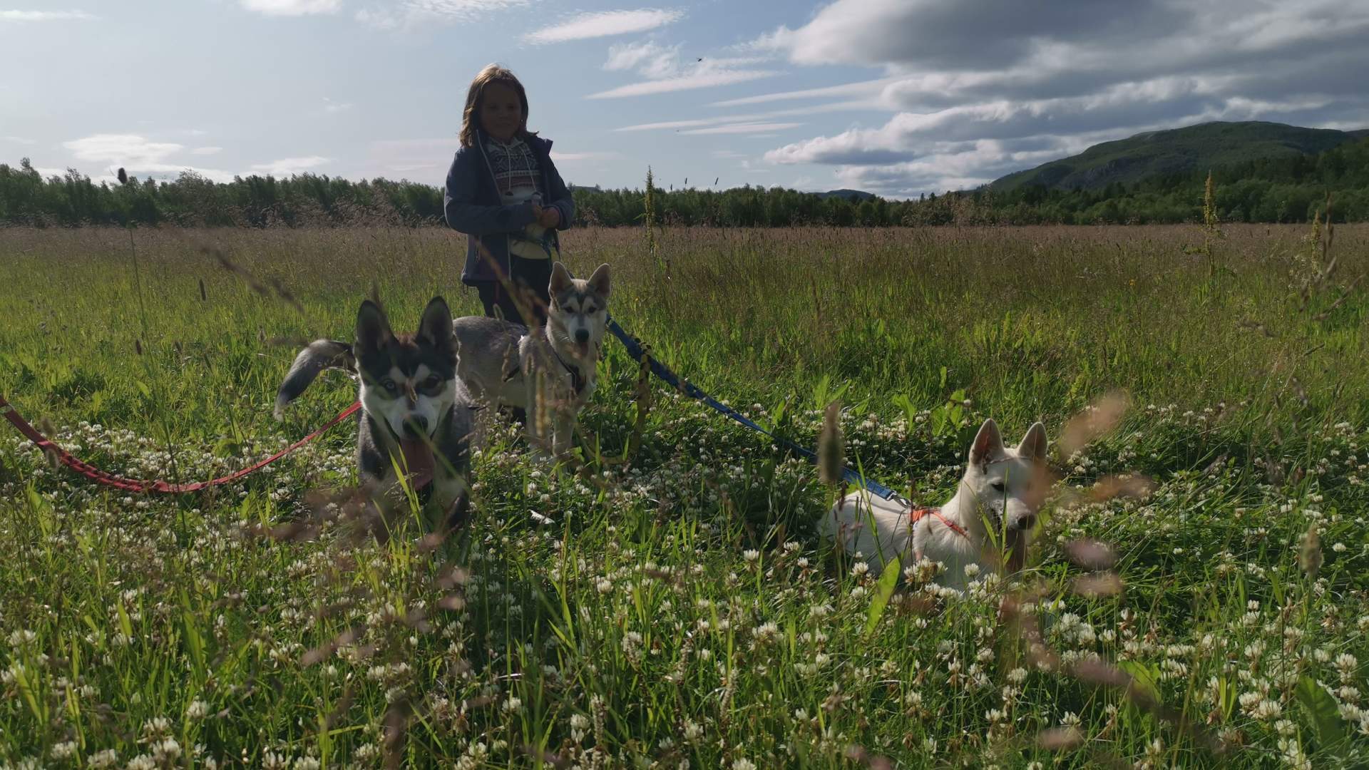 Puppy training