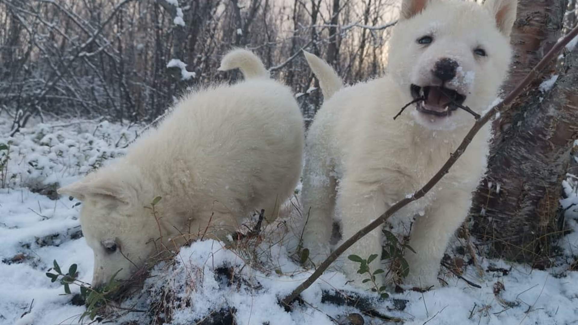 Puppy training