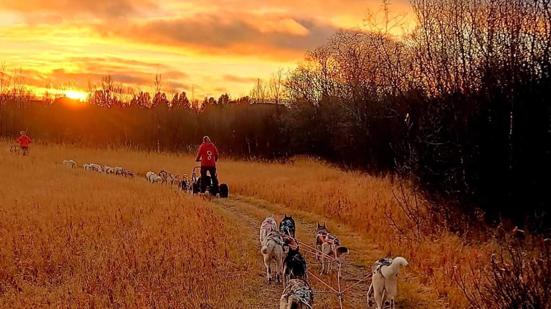 Dog sledding by wheels Porsanger