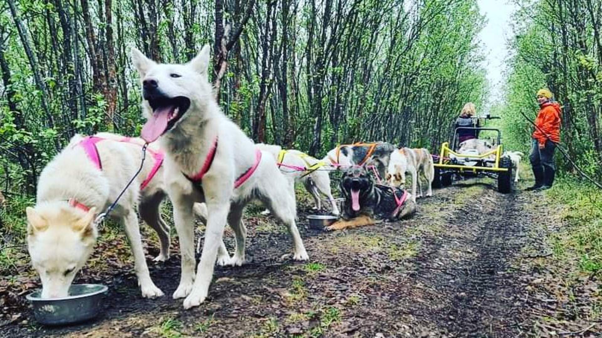 Dog sledding by wheels Porsanger