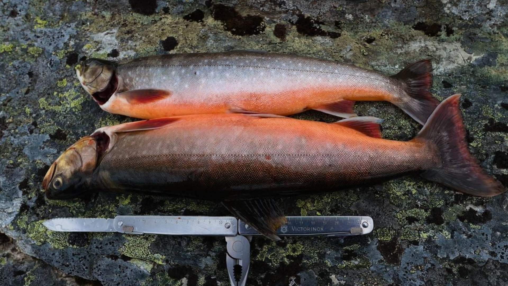 Kayak Fishing with sit-on-top kayaks - Private tour