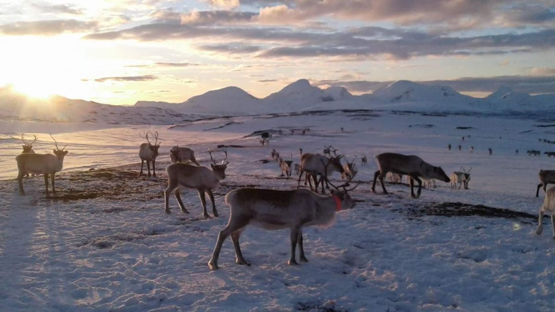 The Samí experience inkl. transfer from Tromsø