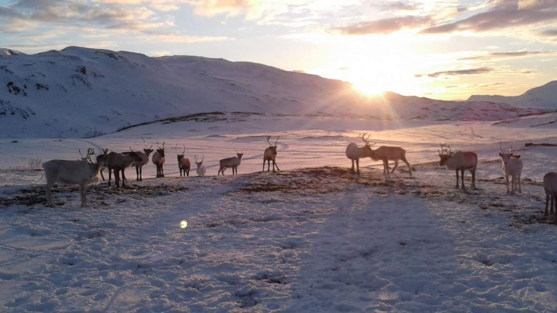 The Samí experience inkl. transfer from Tromsø