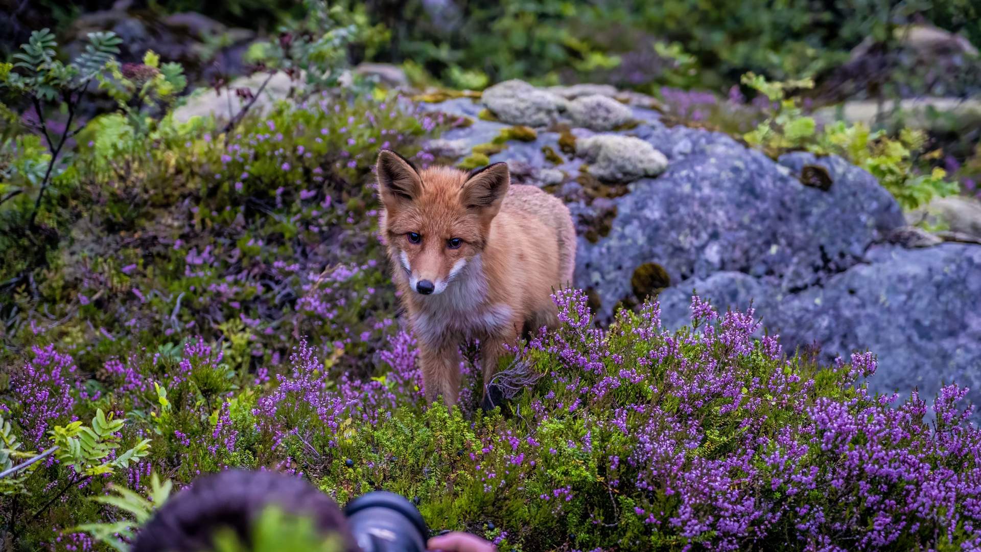 Vesterålen Tours