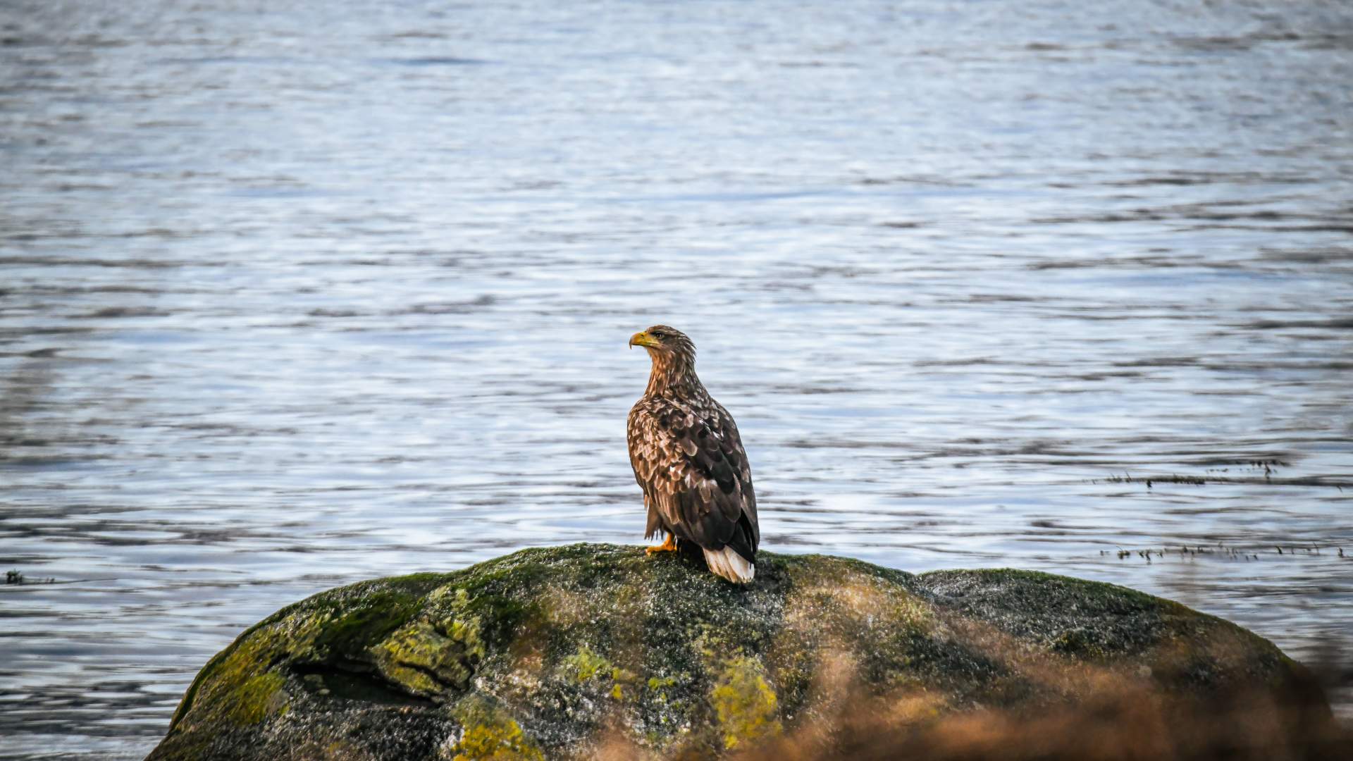 Vesterålen Tours